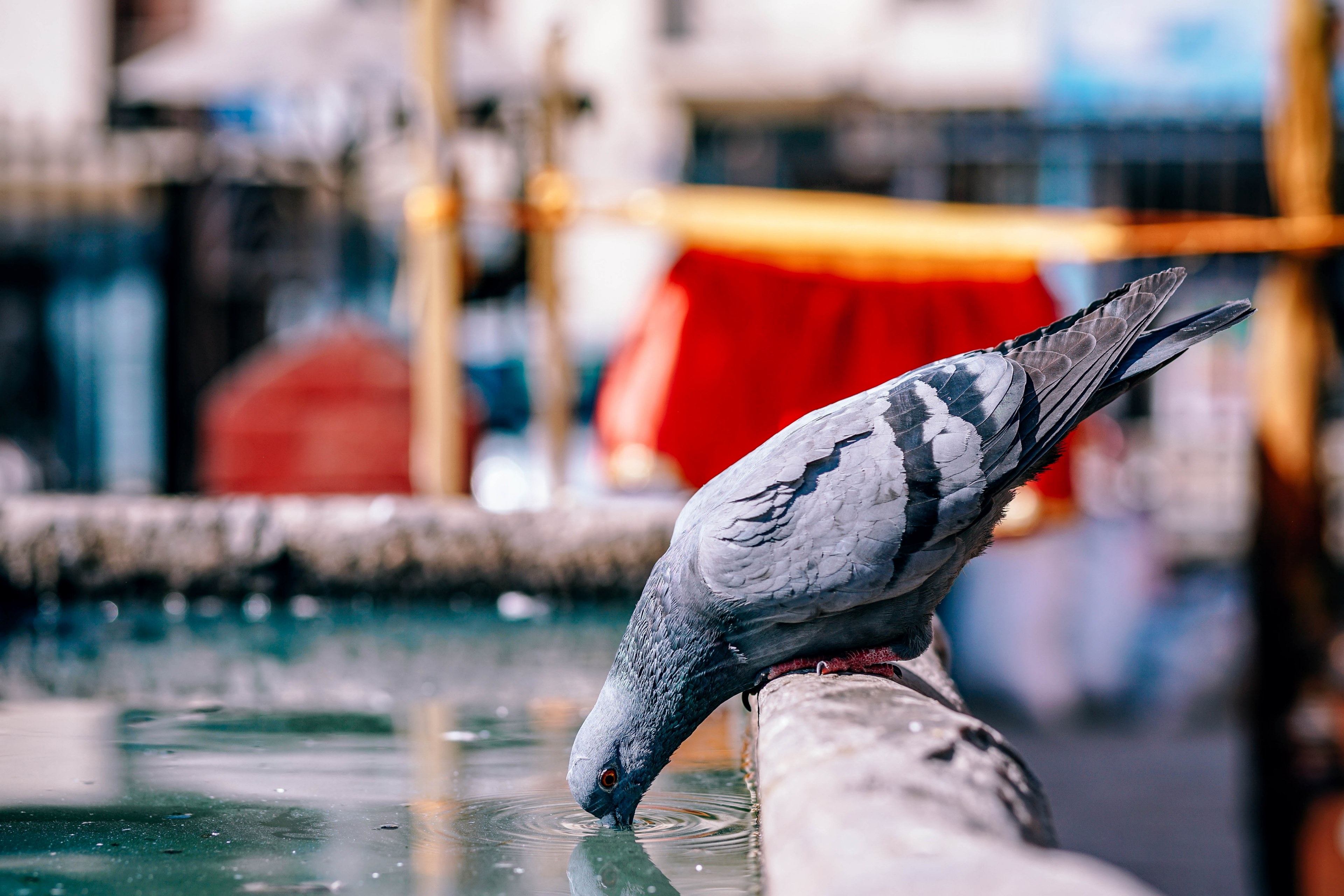 a pigeon perched on a concrete trough drinks water in a park in kathmandu, thirsty pigeon 4k, HD Wallpaper
