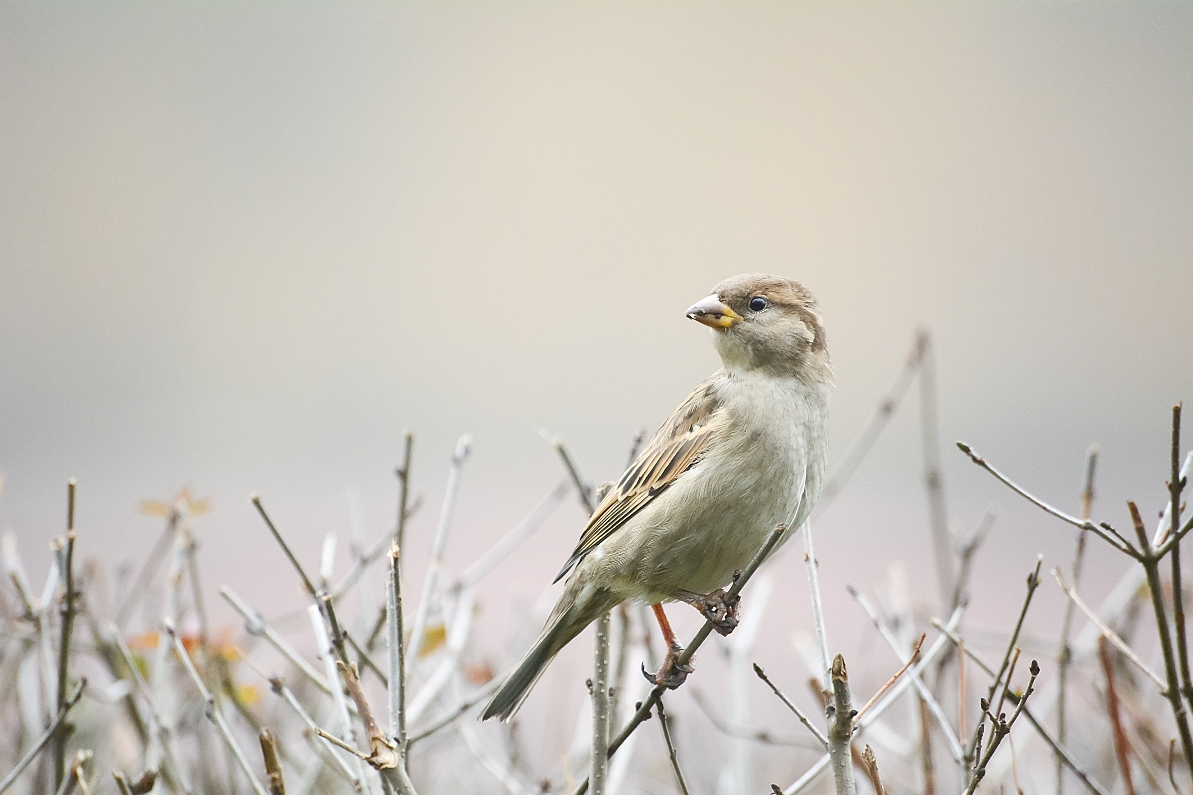 sparrow on the bush 4k, HD Wallpaper