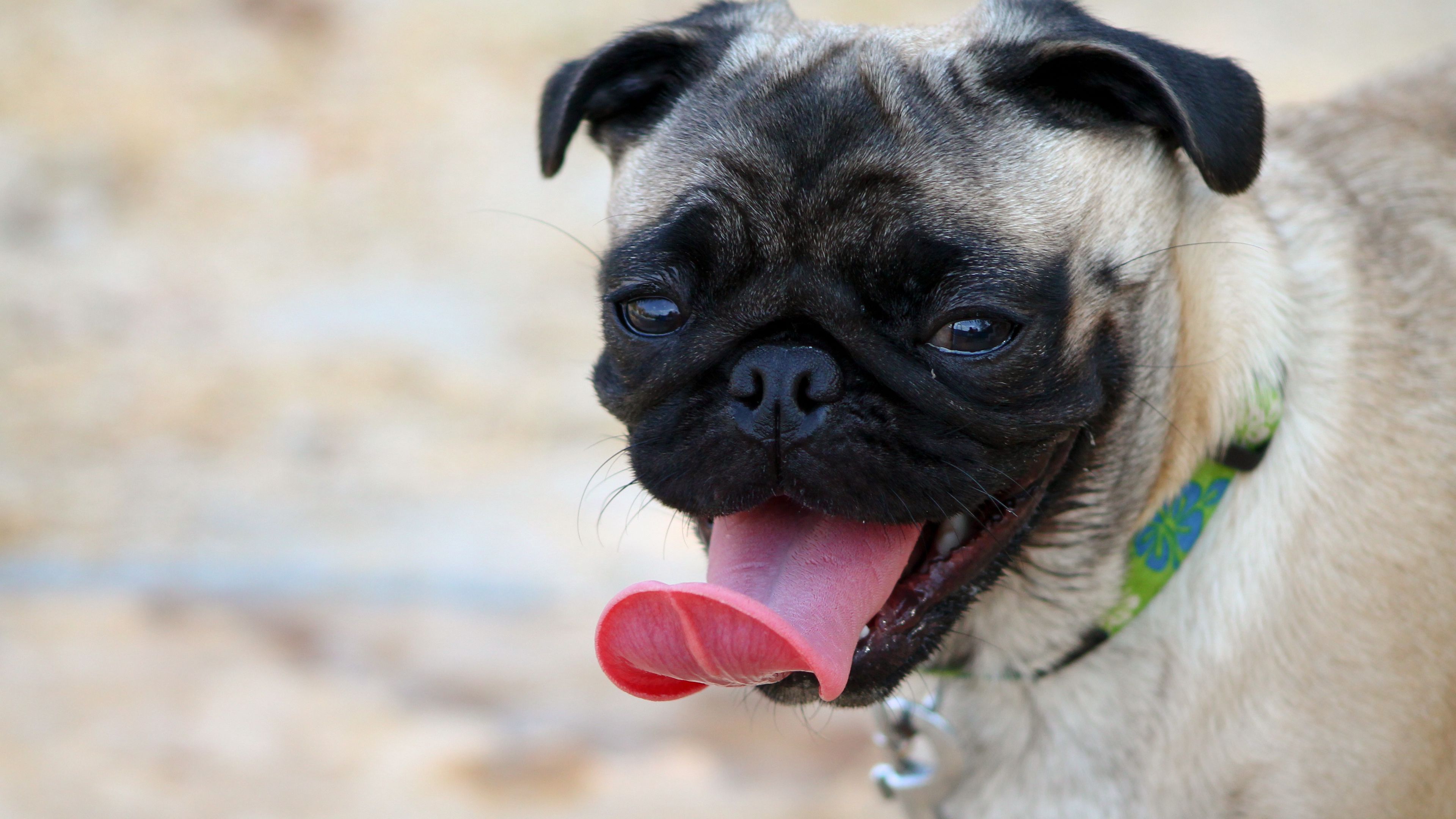 pug, muzzle, dog, protruding tongue, 4k, HD Wallpaper