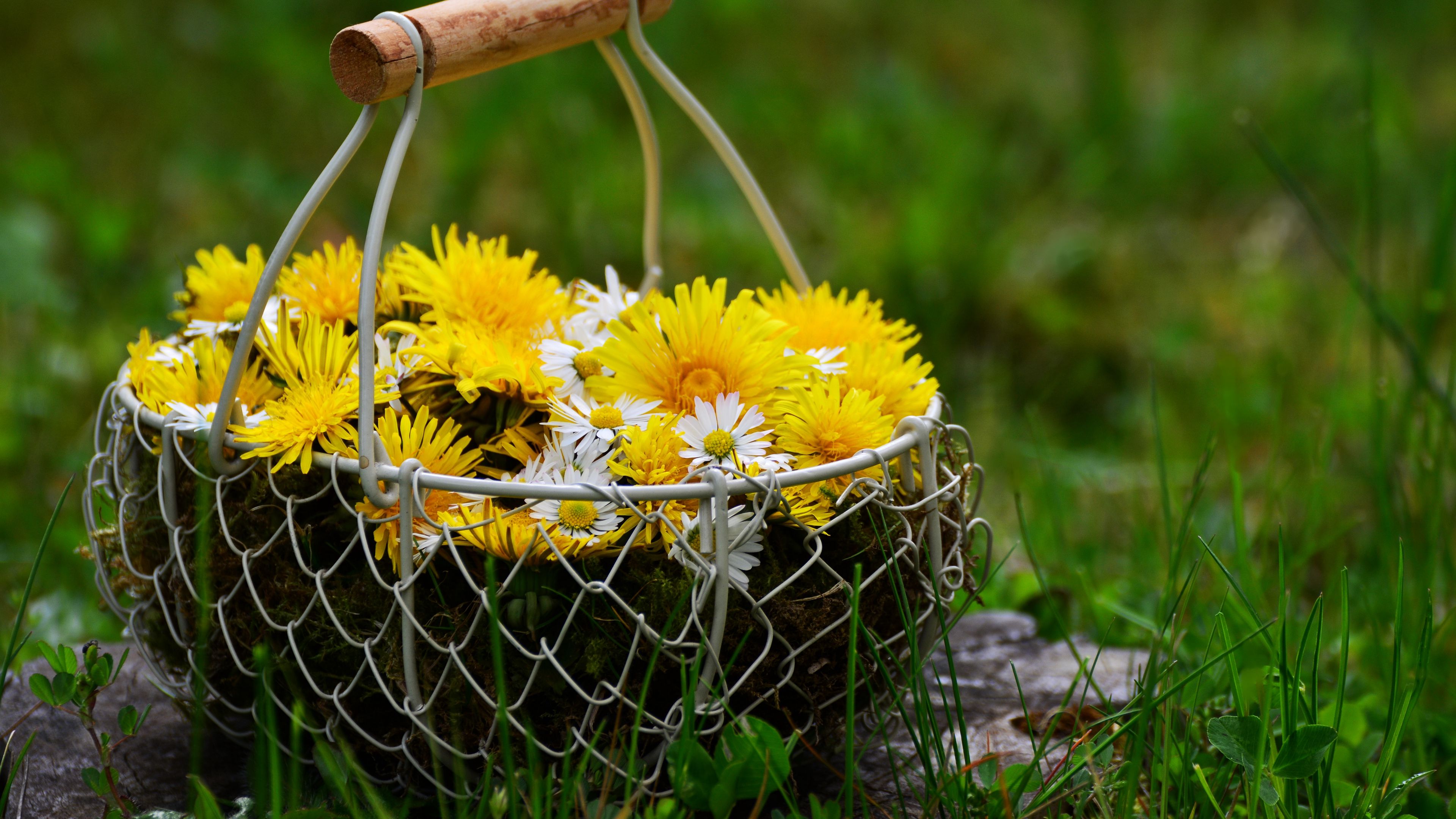 flowers, dandelions, basket, 4k, HD Wallpaper
