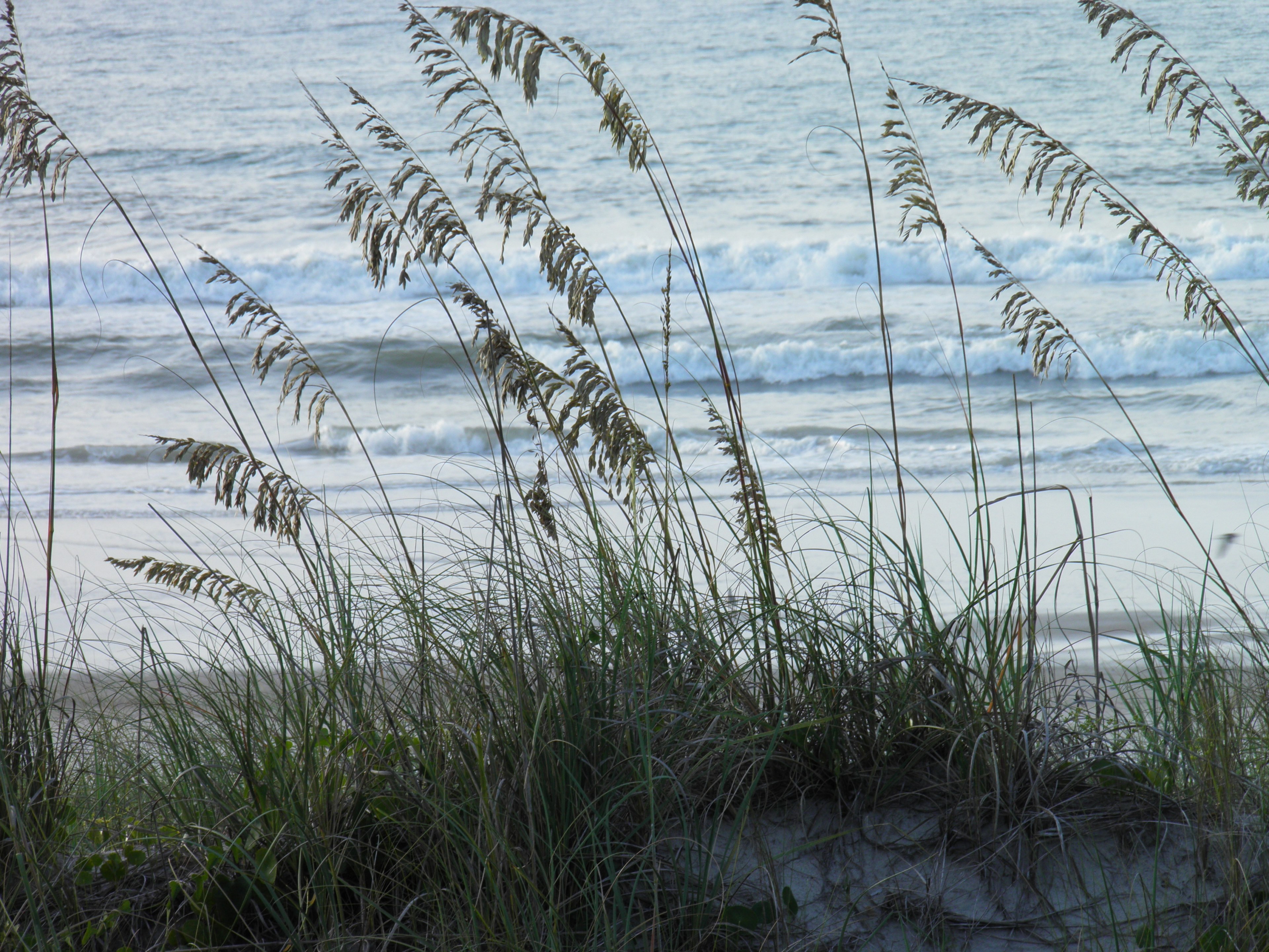 beach and beach grass 4k, HD Wallpaper