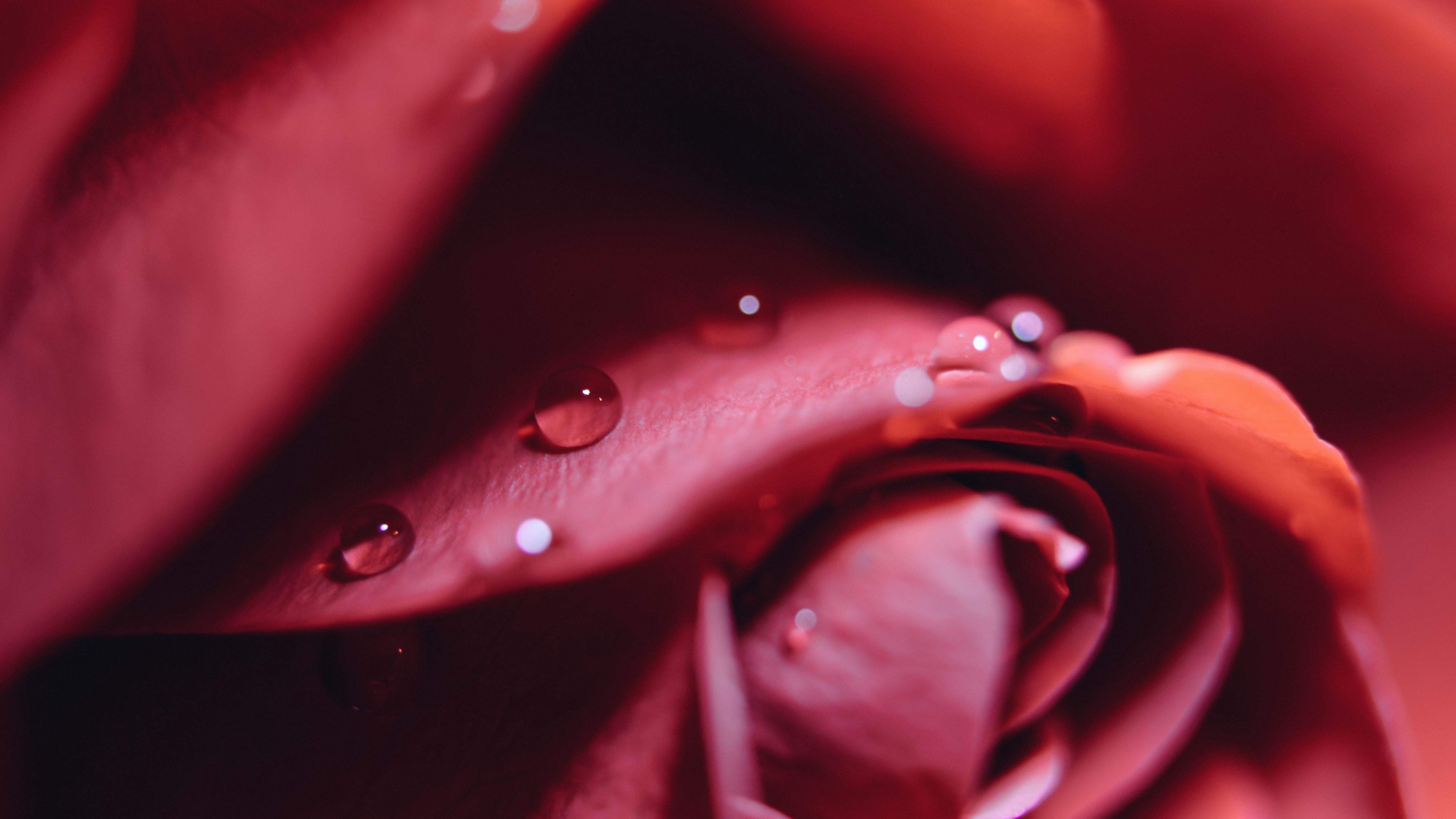 rose, drops, close-up, 4k, HD Wallpaper