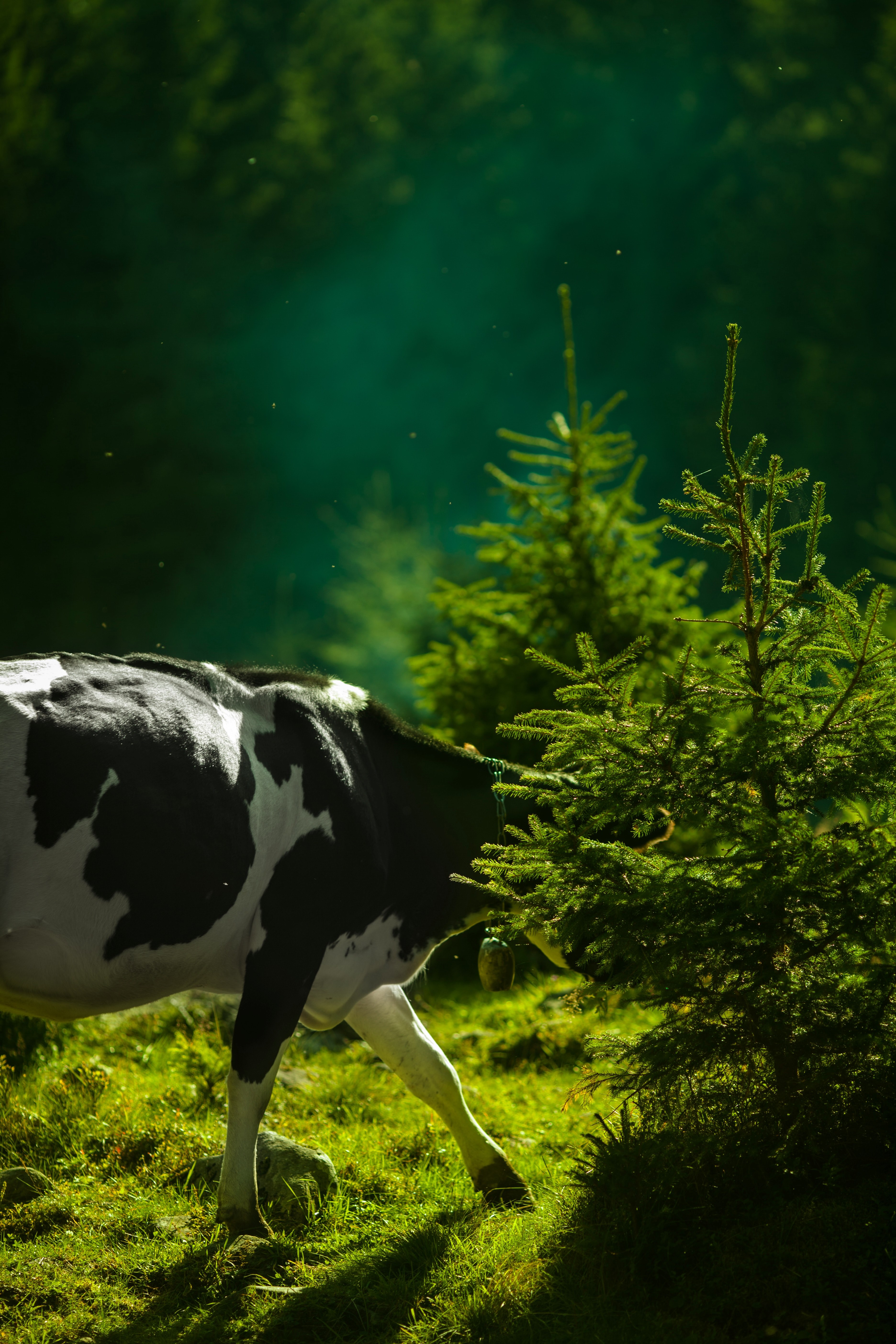 cow tree evergreen and pine hd, 4k, Phone HD Wallpaper