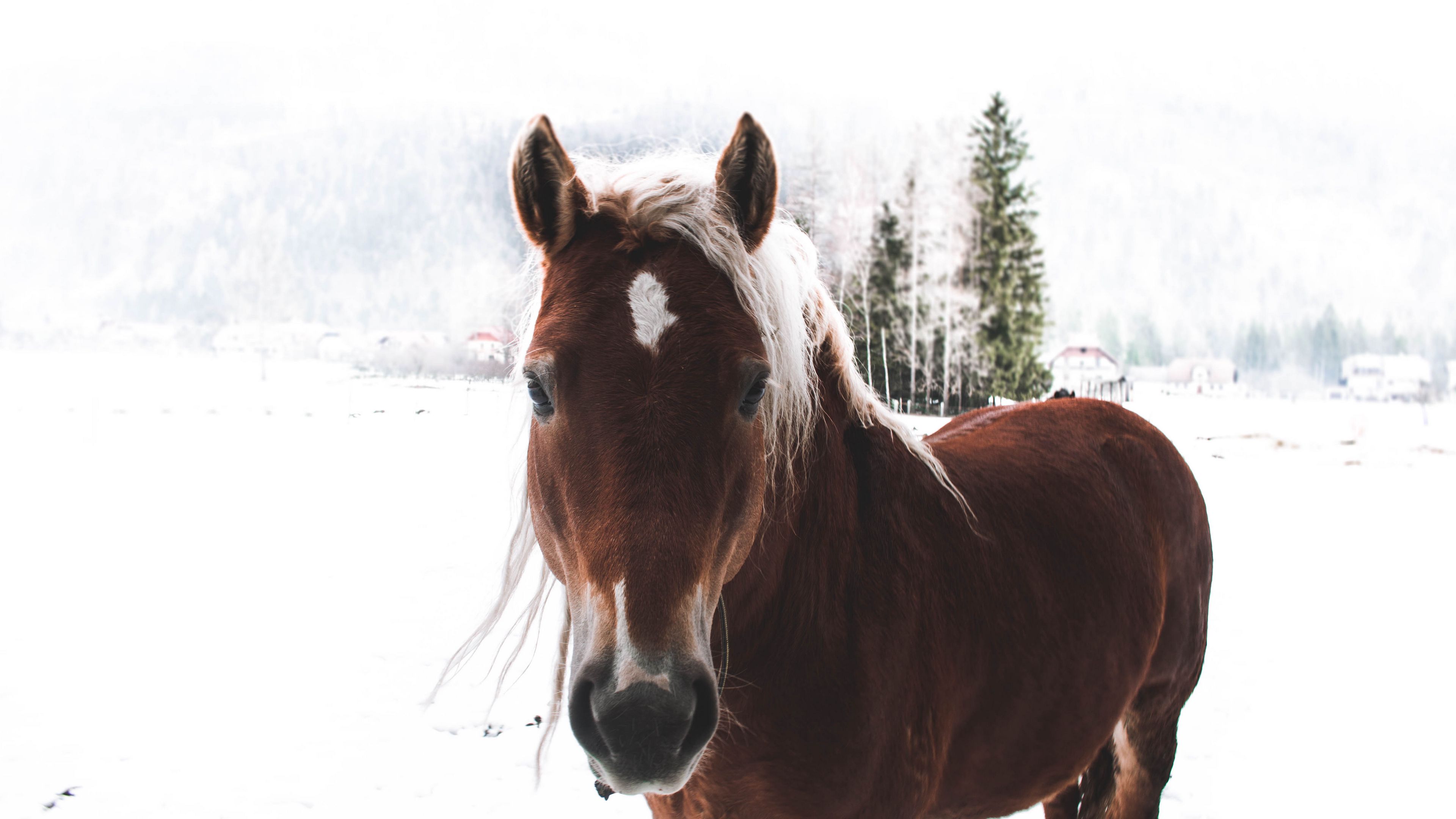 horse, snow, muzzle, 4k, HD Wallpaper