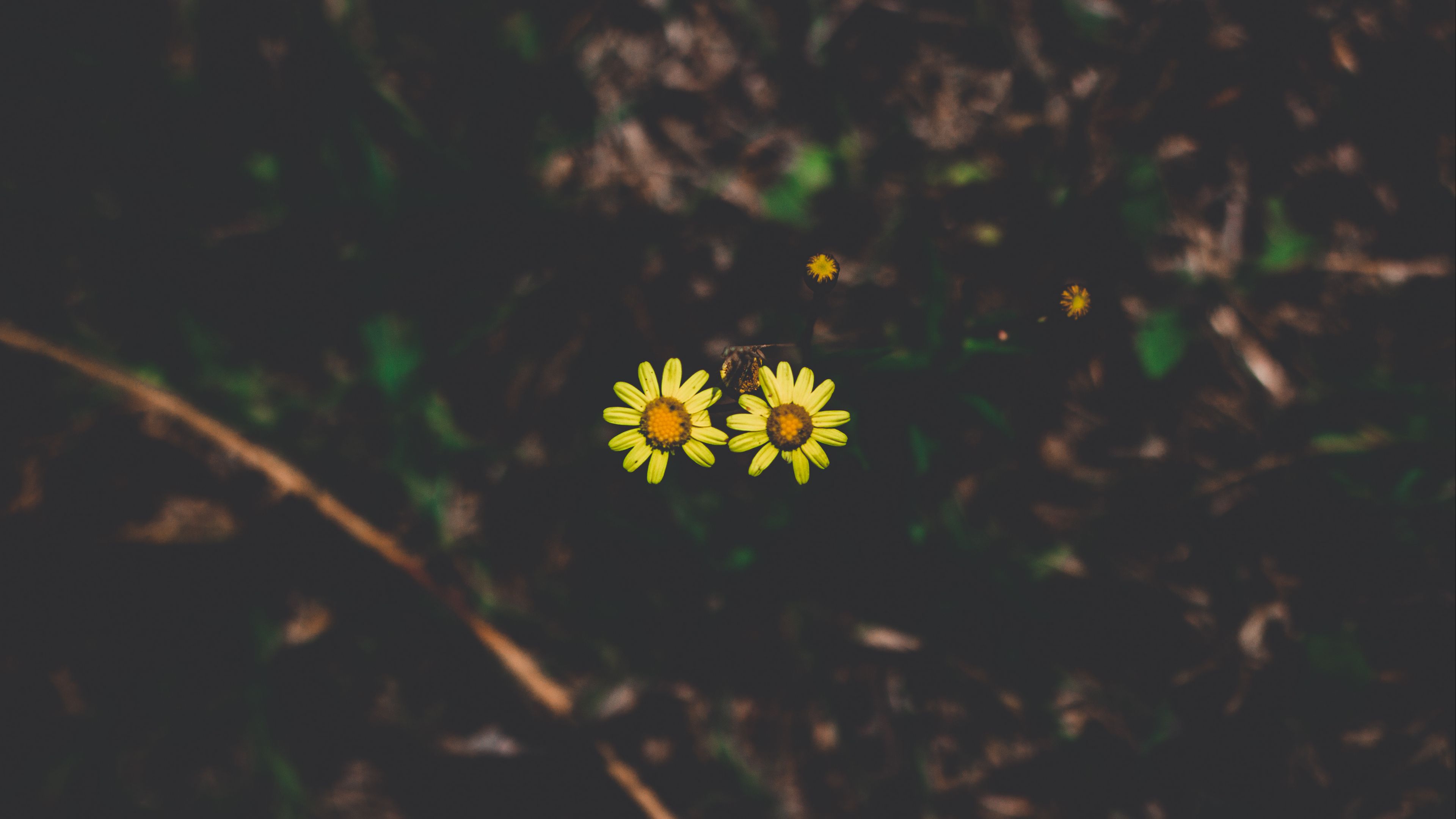 flowers, couple, stem, dark background, 4k, HD Wallpaper