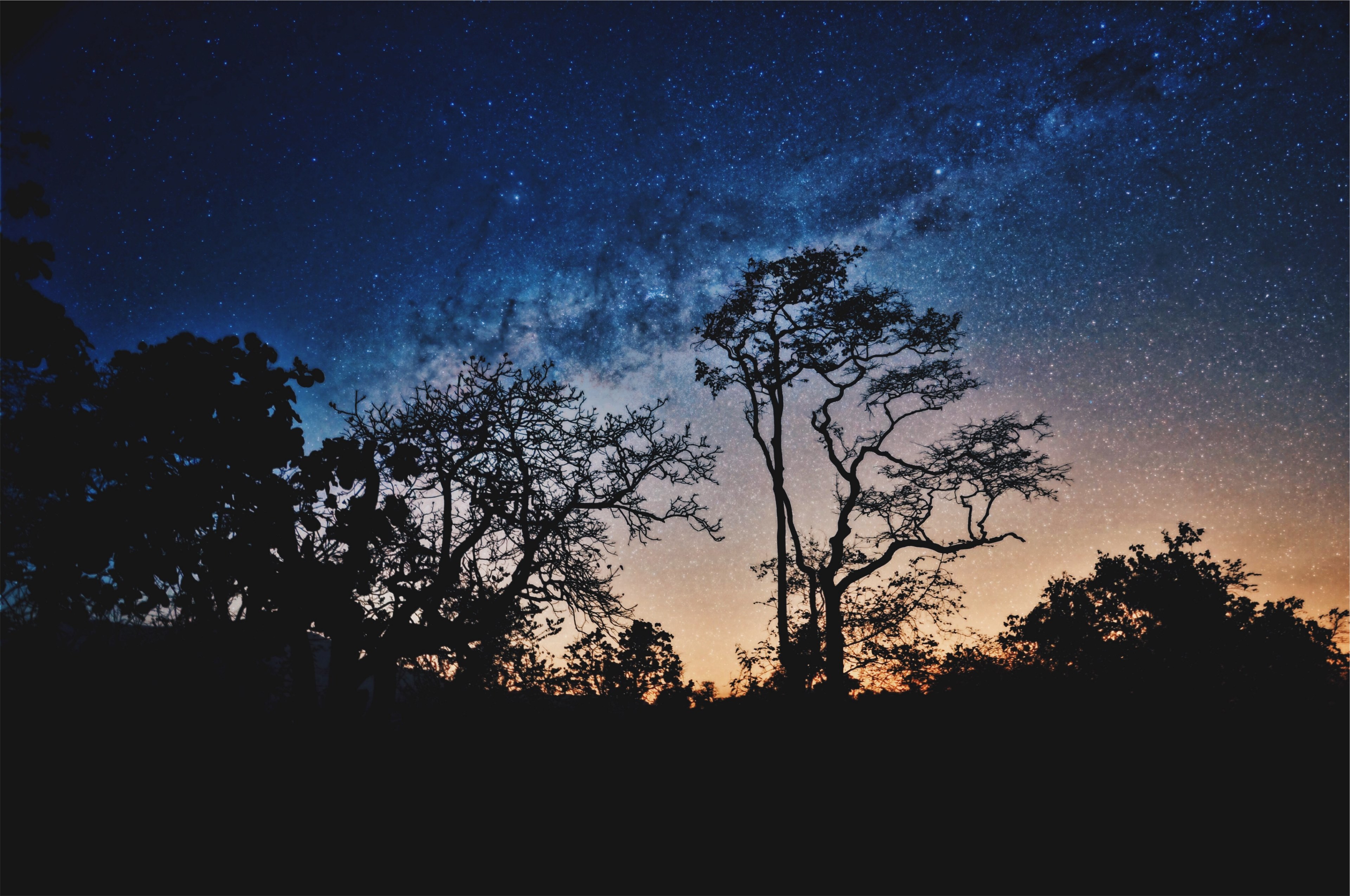 colorful starry sky over silhouettes of trees, milky way at masinagudi 4k, HD Wallpaper