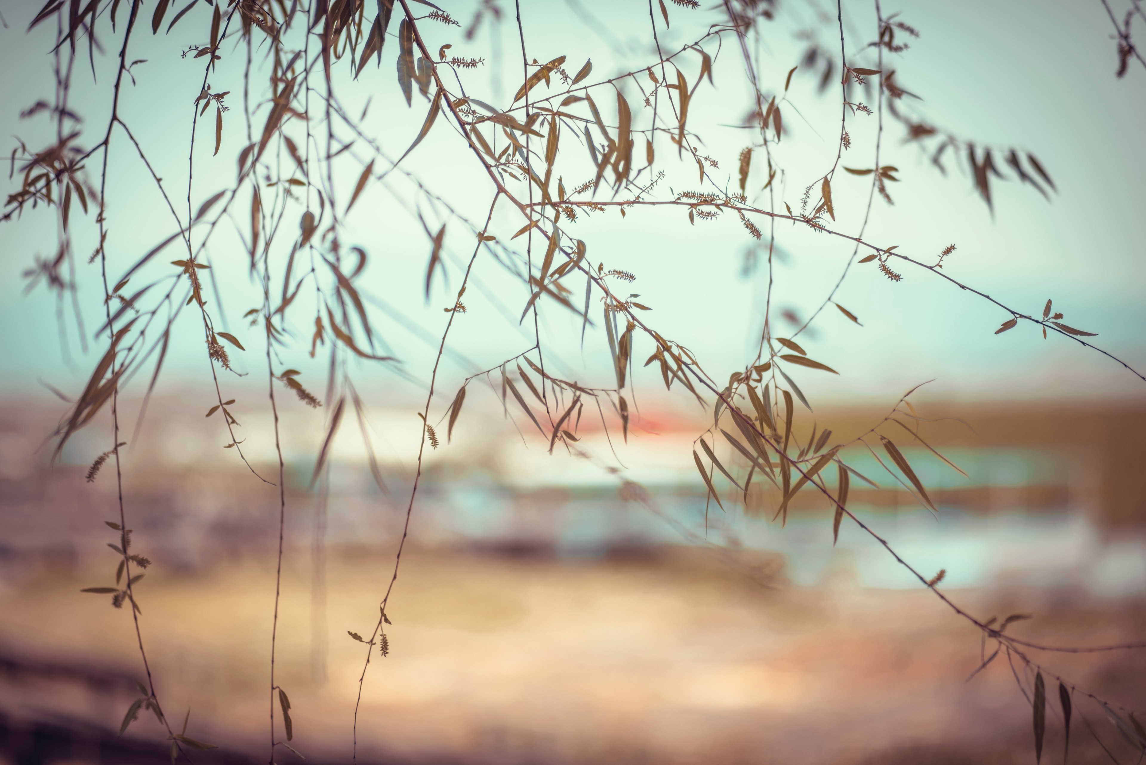 branch twig leafe and nature 4k, HD Wallpaper