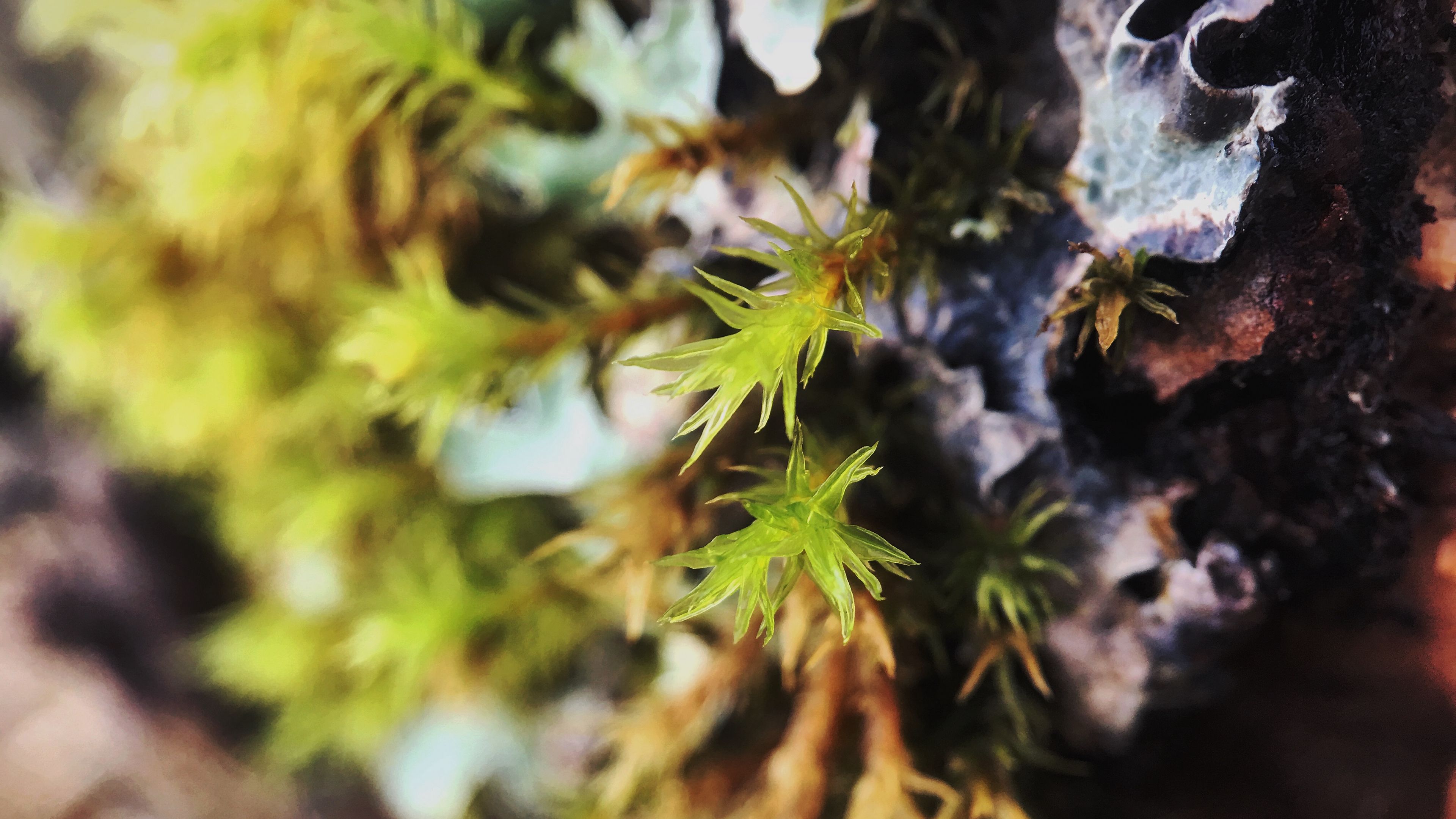 sprout, leaves, close-up, 4k, HD Wallpaper