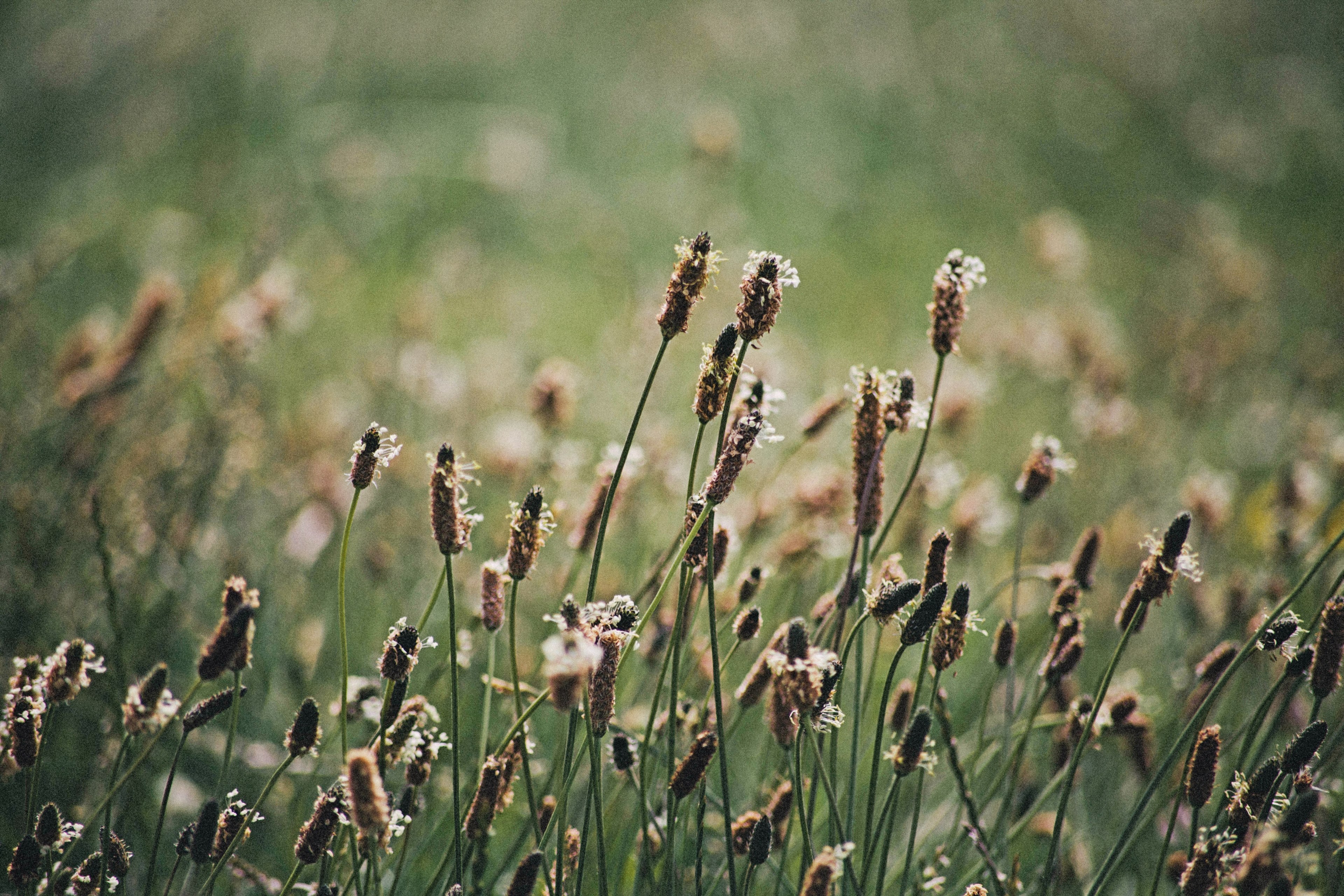 weed nature and green 4k, HD Wallpaper