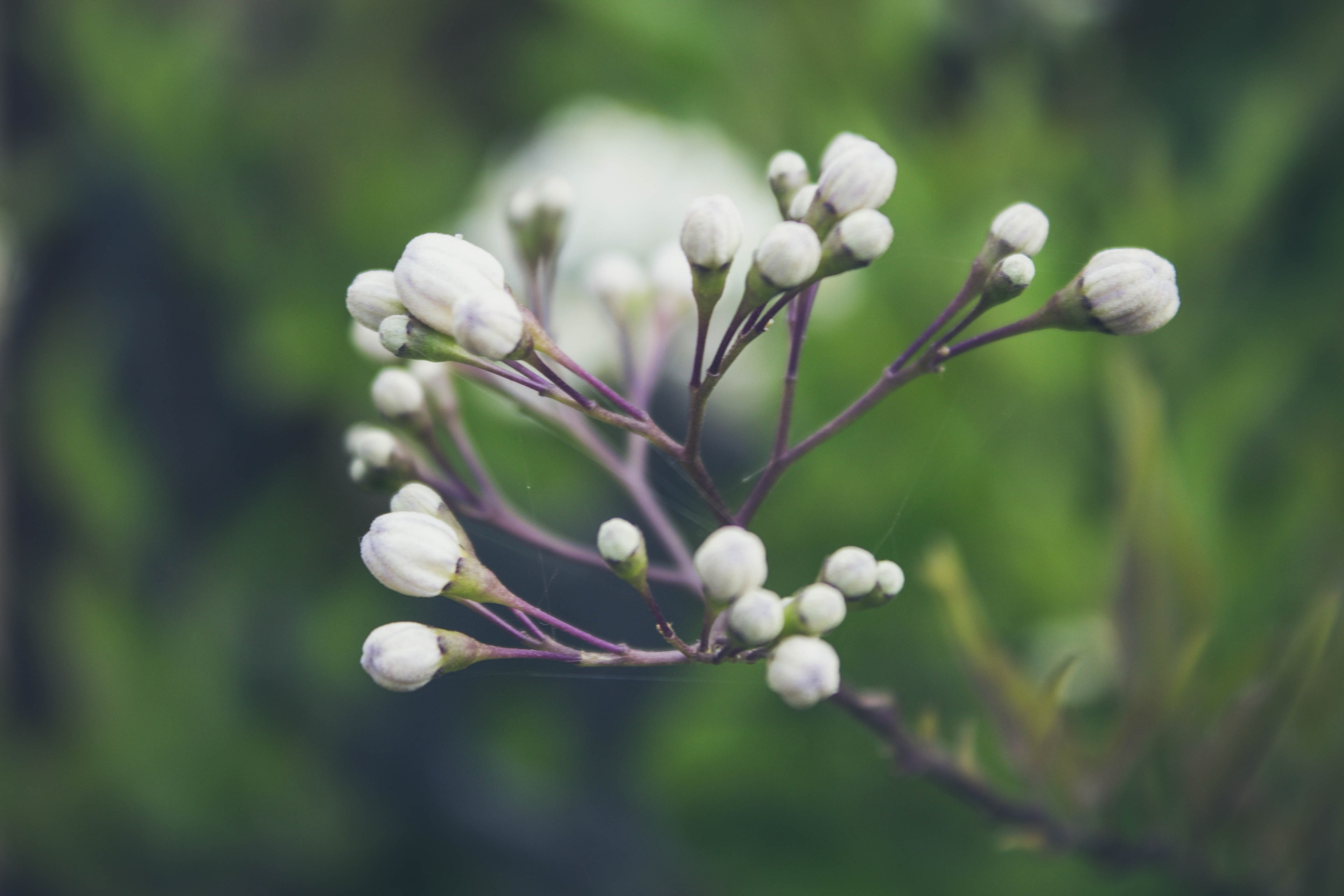 plant flower beautiful and moody 4k, HD Wallpaper