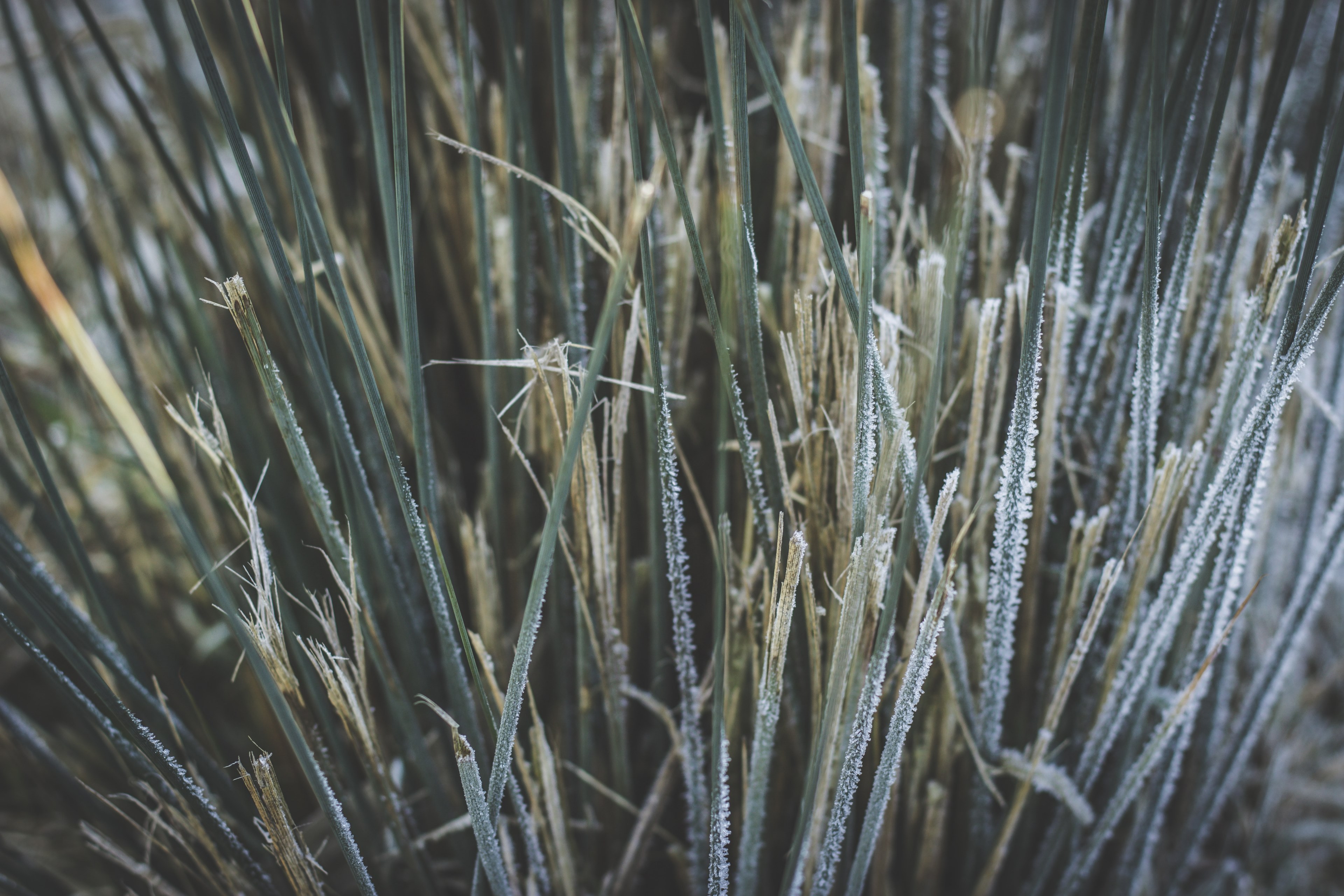 frozen reeds 4k, HD Wallpaper