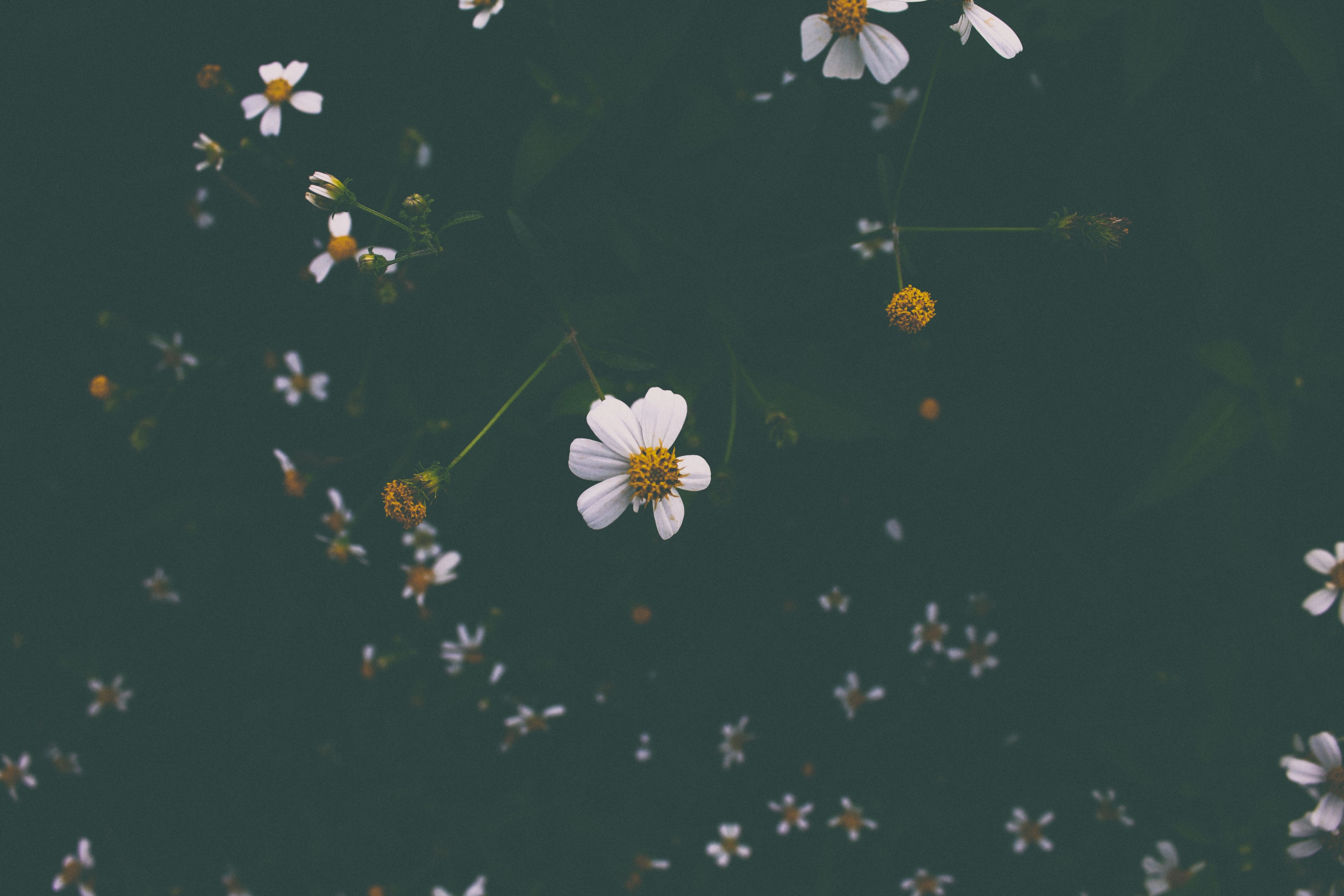 an overhead shot of a bed of white daisies with few petals, daisies past their prime 4k, HD Wallpaper
