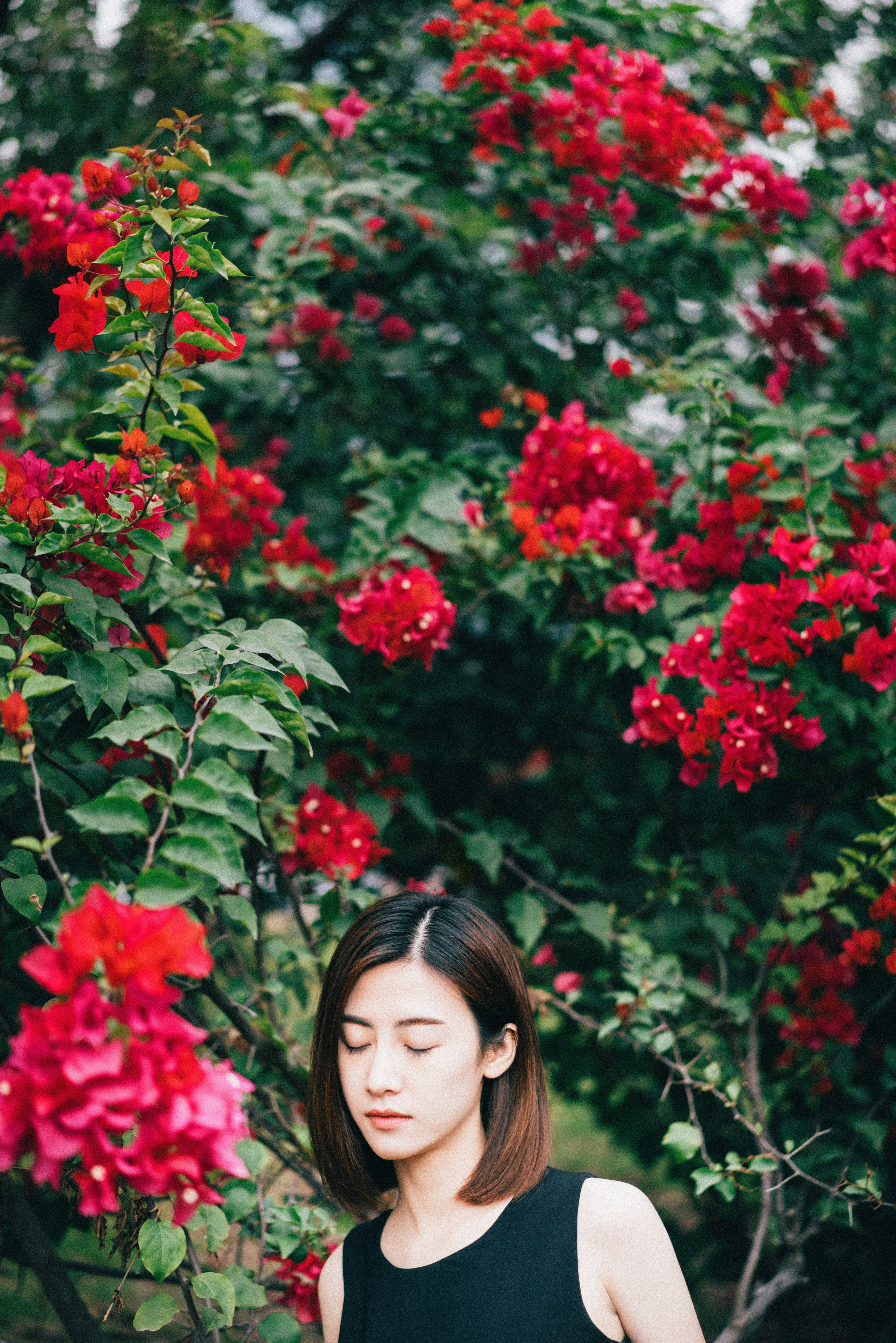 flowers red floral and bush hd, 4k, Phone HD Wallpaper