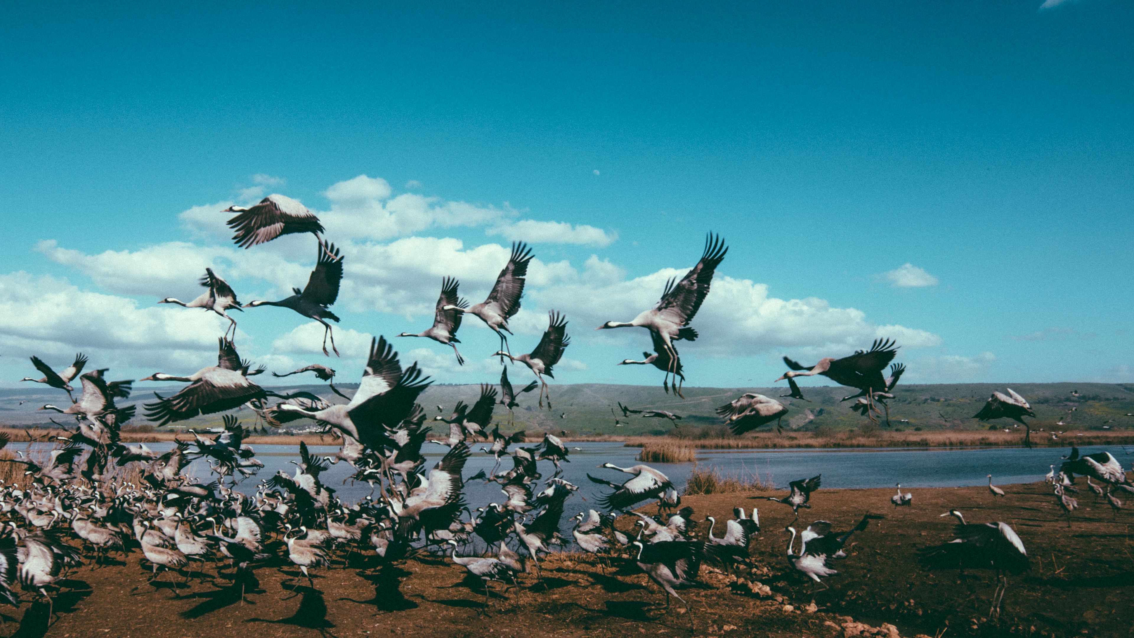 cranes, flock, birds, flight, 4k, HD Wallpaper