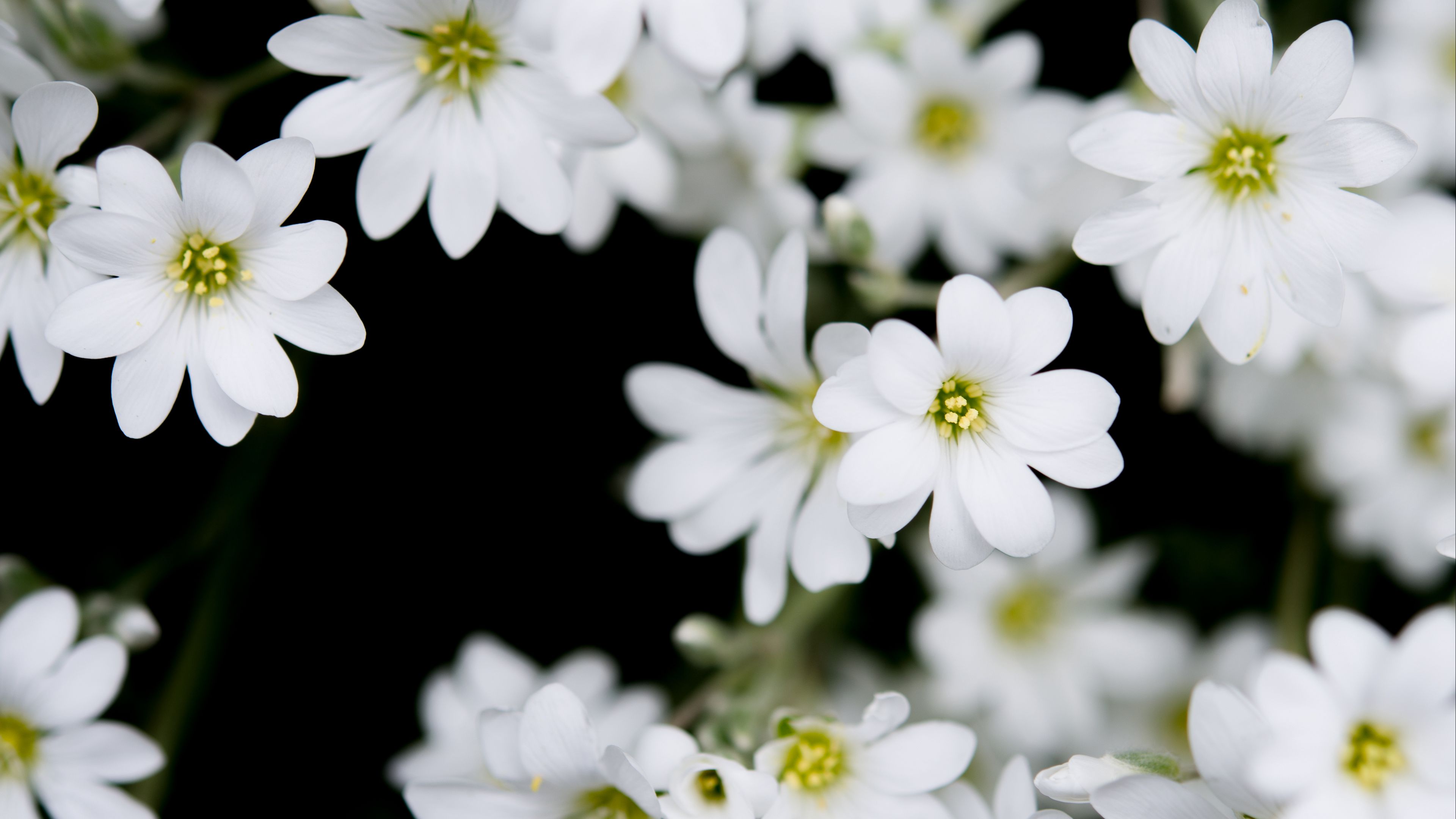 flowers, plant, buds, 4k, HD Wallpaper