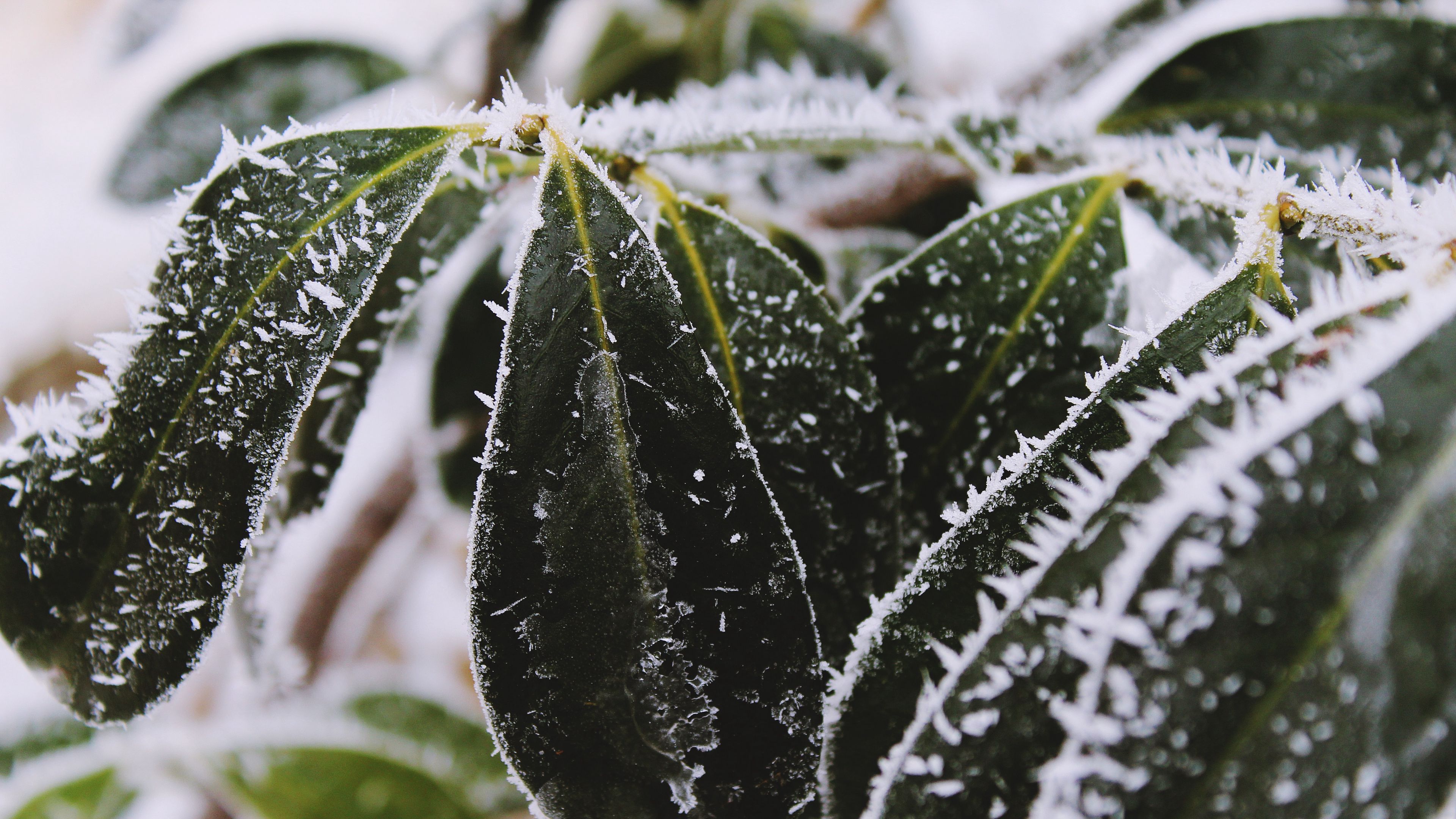 leaves, frost, snow, 4k, HD Wallpaper