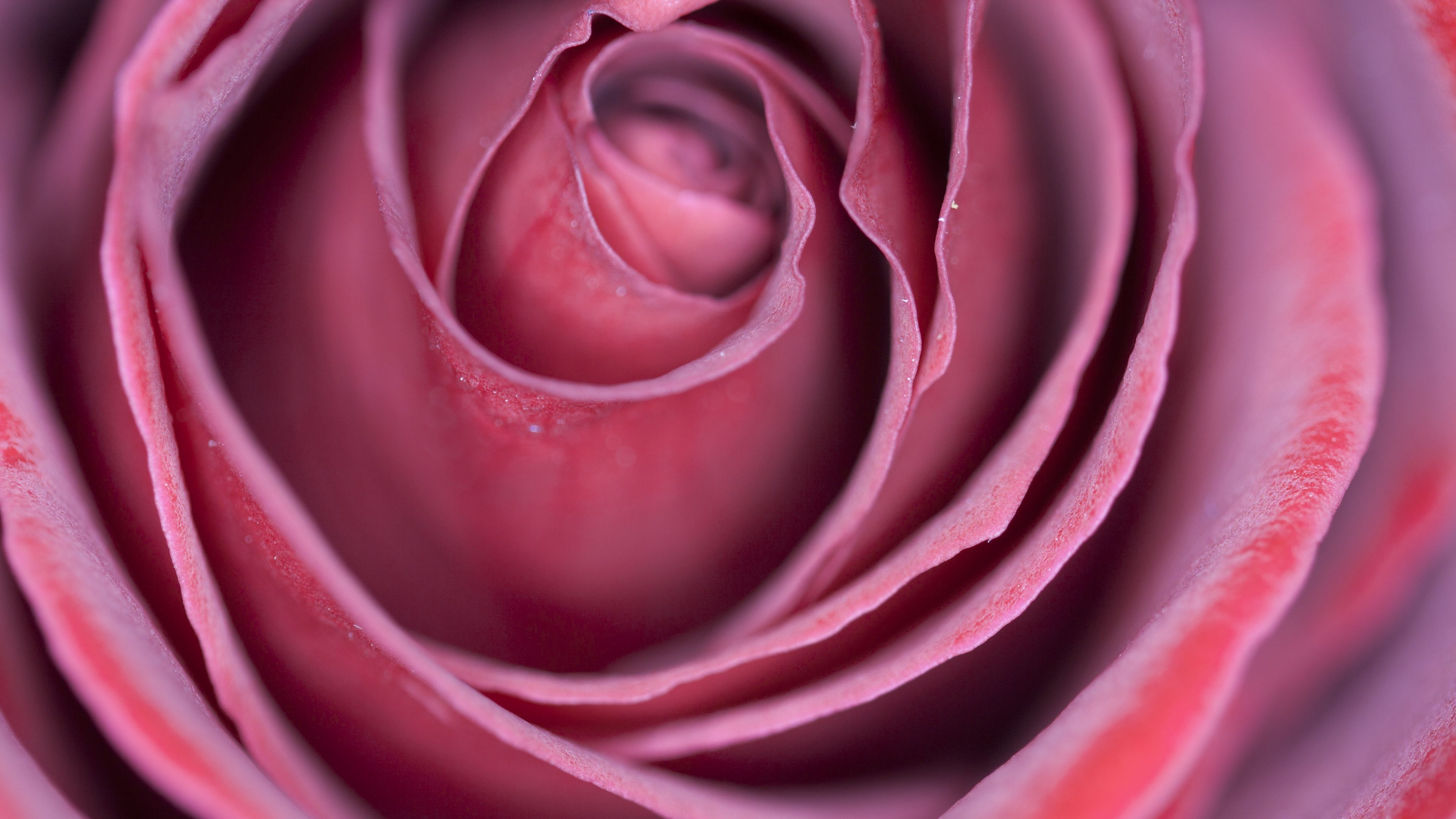 rose, bud, petals, 4k, HD Wallpaper