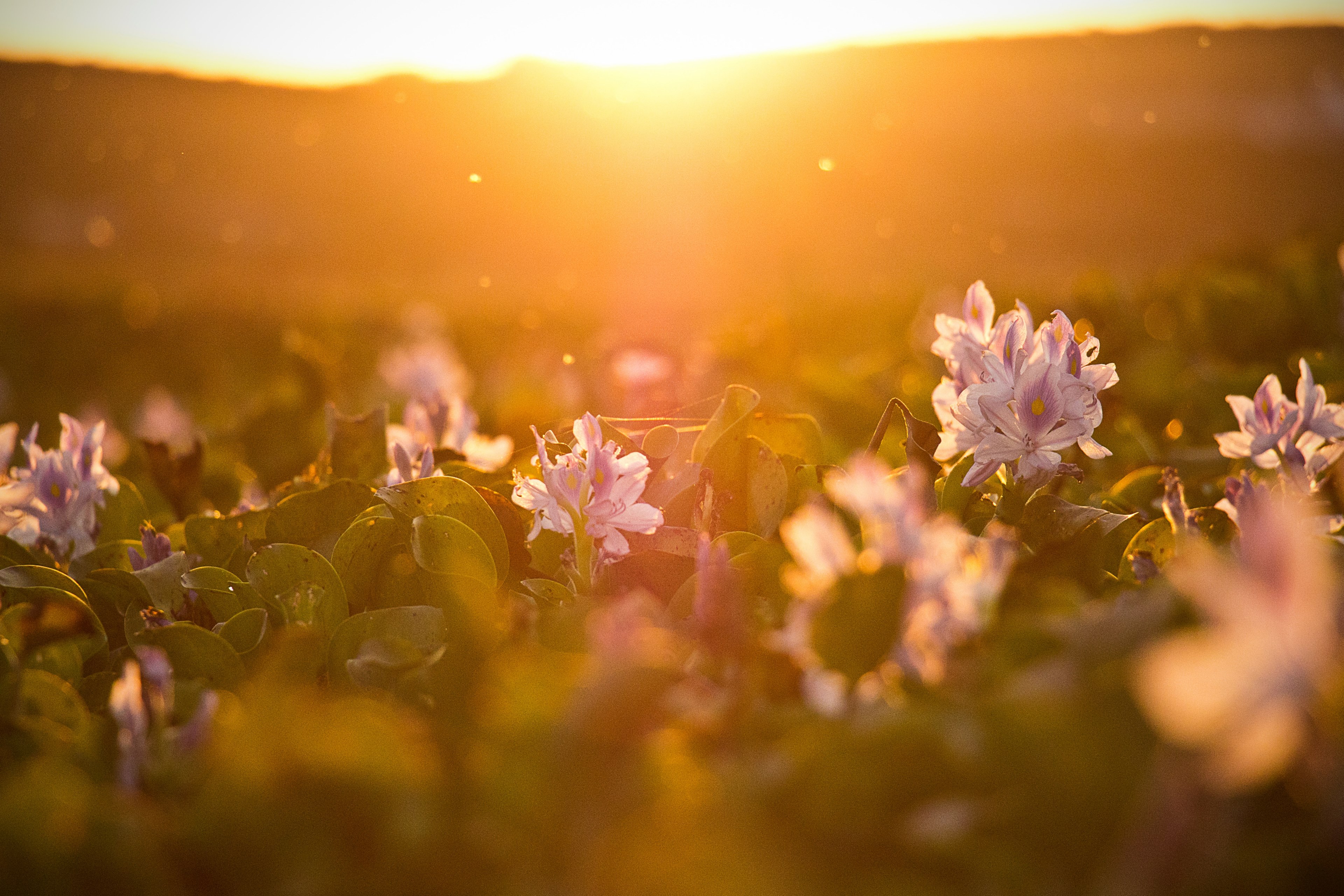 a field of flowers bathed in warm sunlight during sunset, sunset 4k, HD Wallpaper