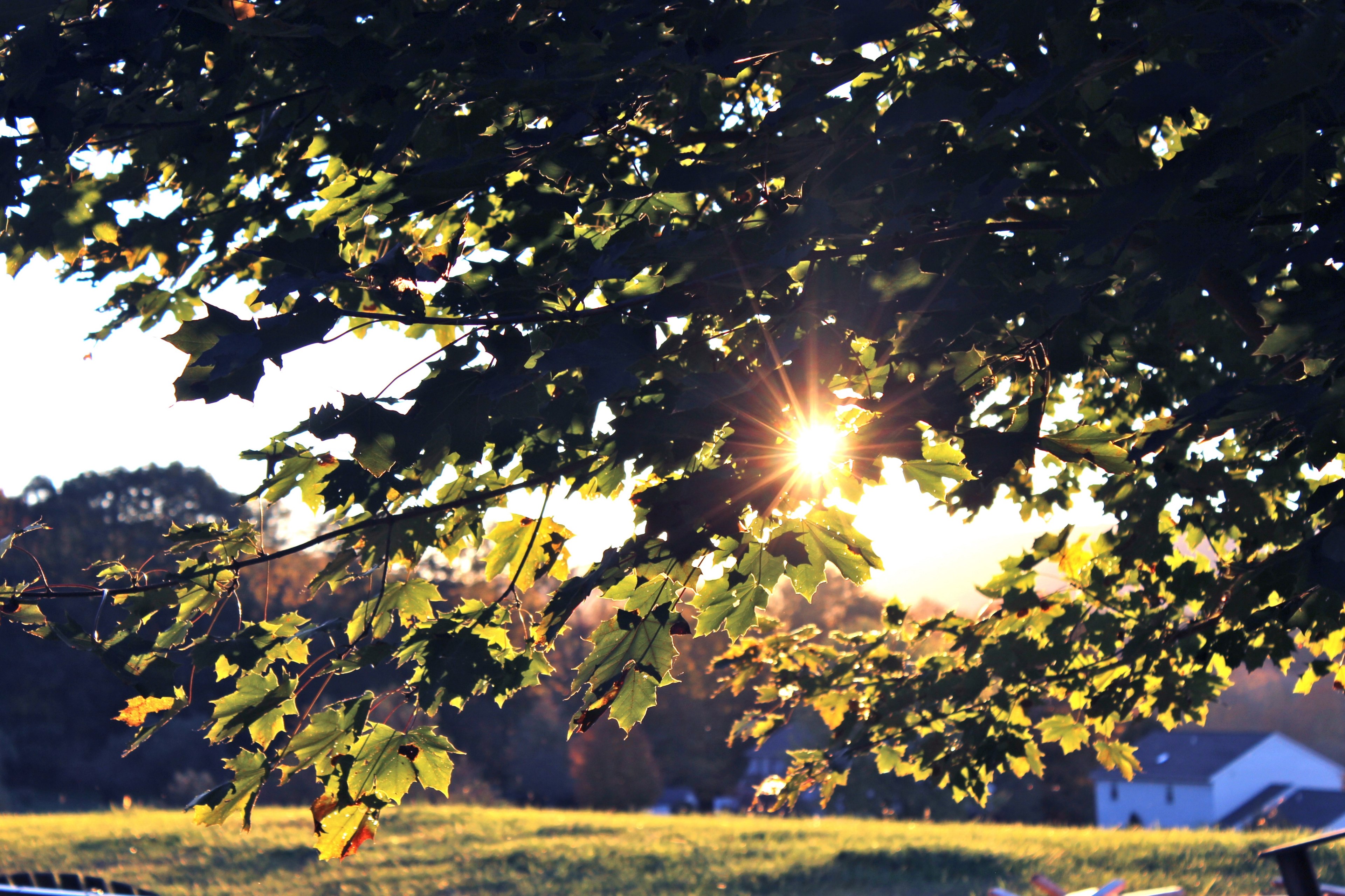 a light leak created by the sun shining through leaves on a tree in pennsylvania, pennsylvania leaves 4k, HD Wallpaper