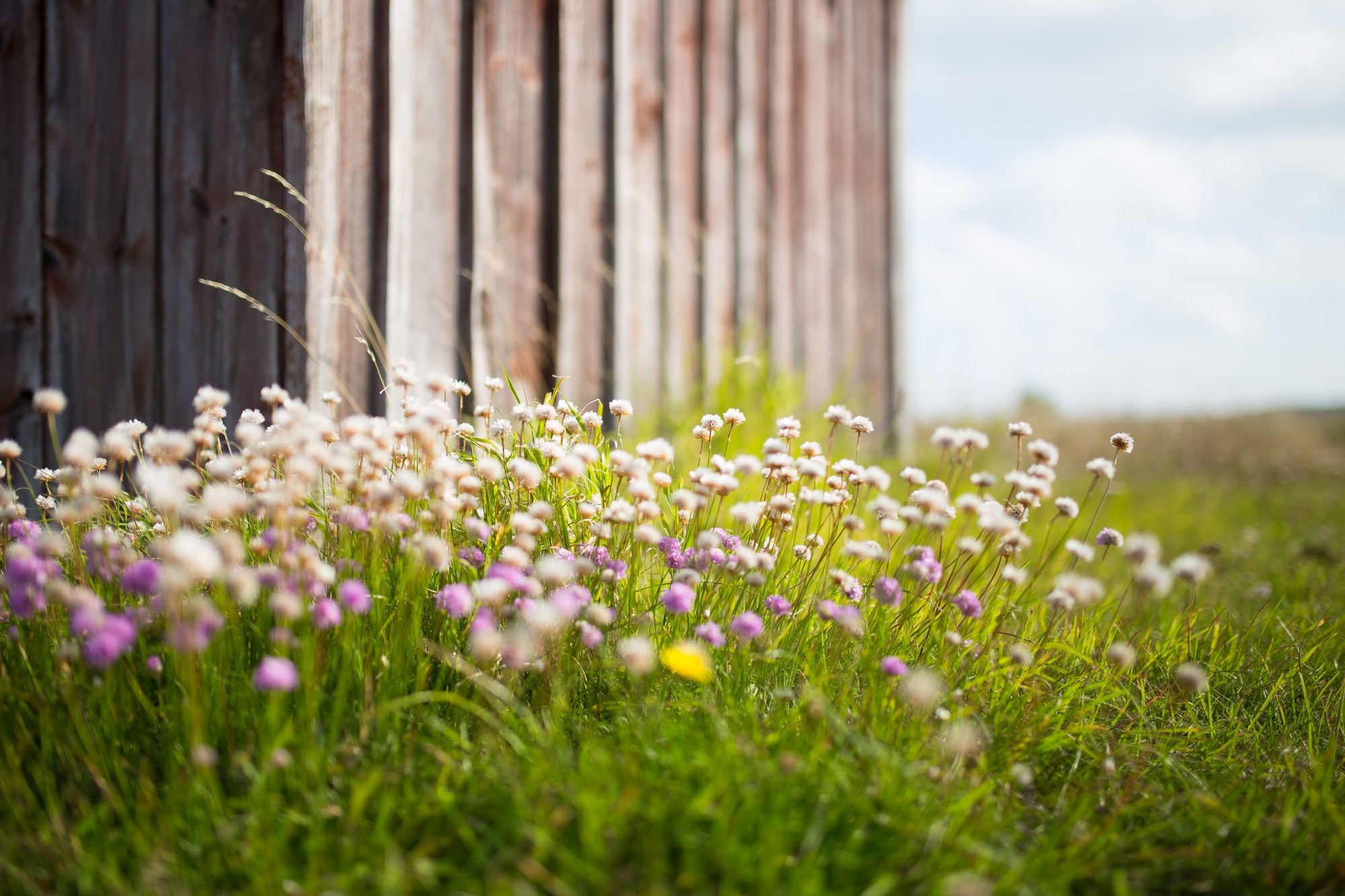 a patch of white and pink wild flowers near a wooden wall, tiny flowers by the barn 4k, HD Wallpaper