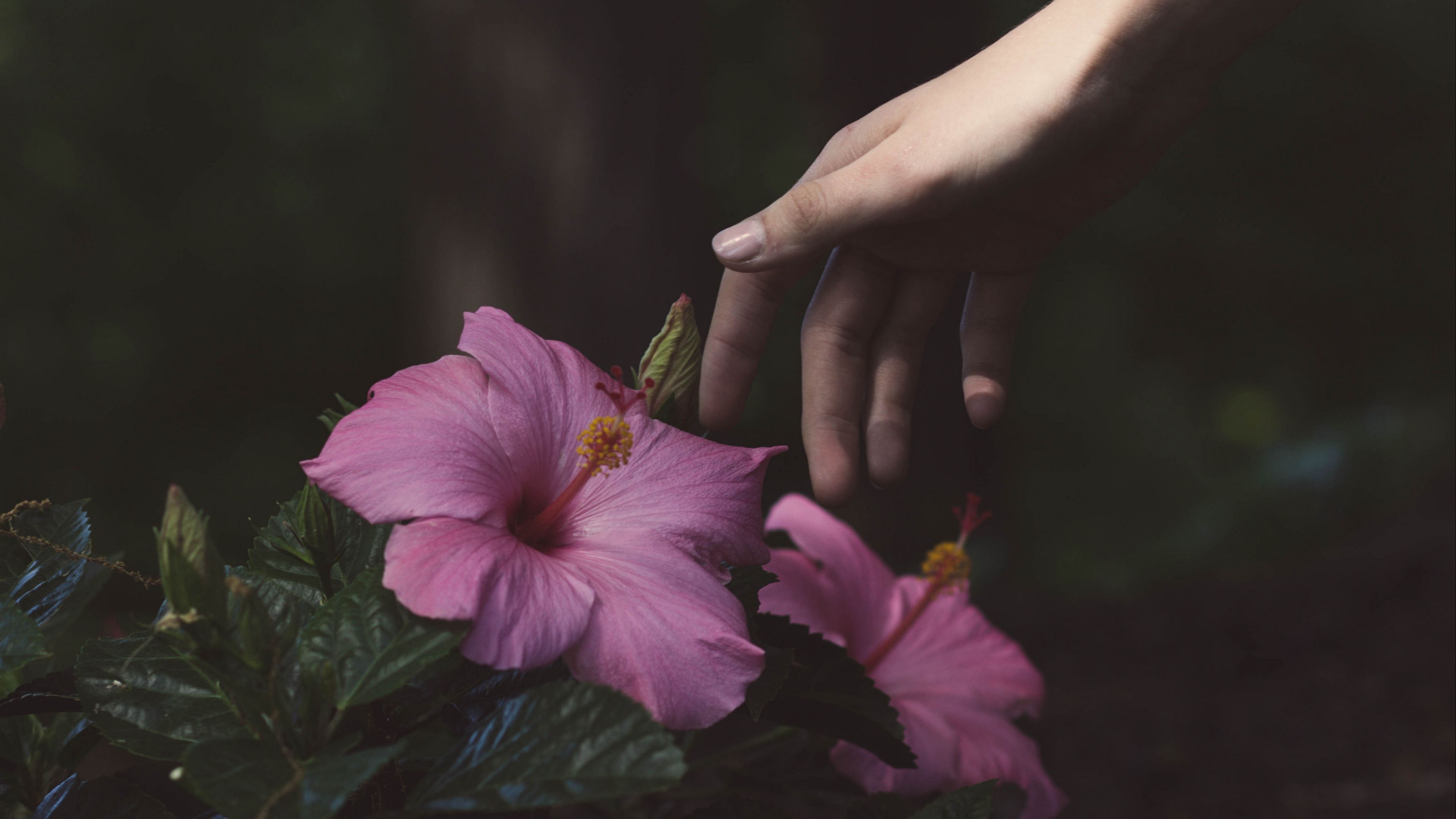 flowers, hand, bush, 4k, HD Wallpaper