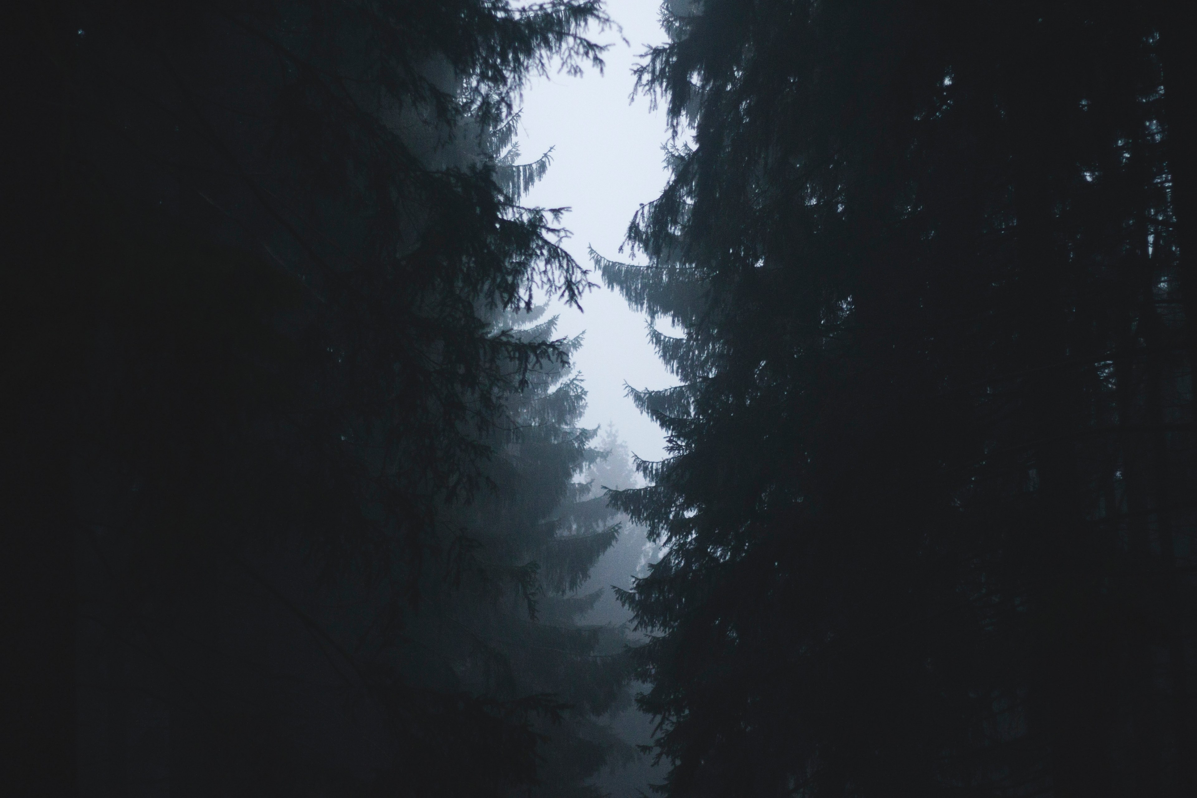 pale sky in a gap between two lines of evergreen trees, gap between dark trees 4k, HD Wallpaper