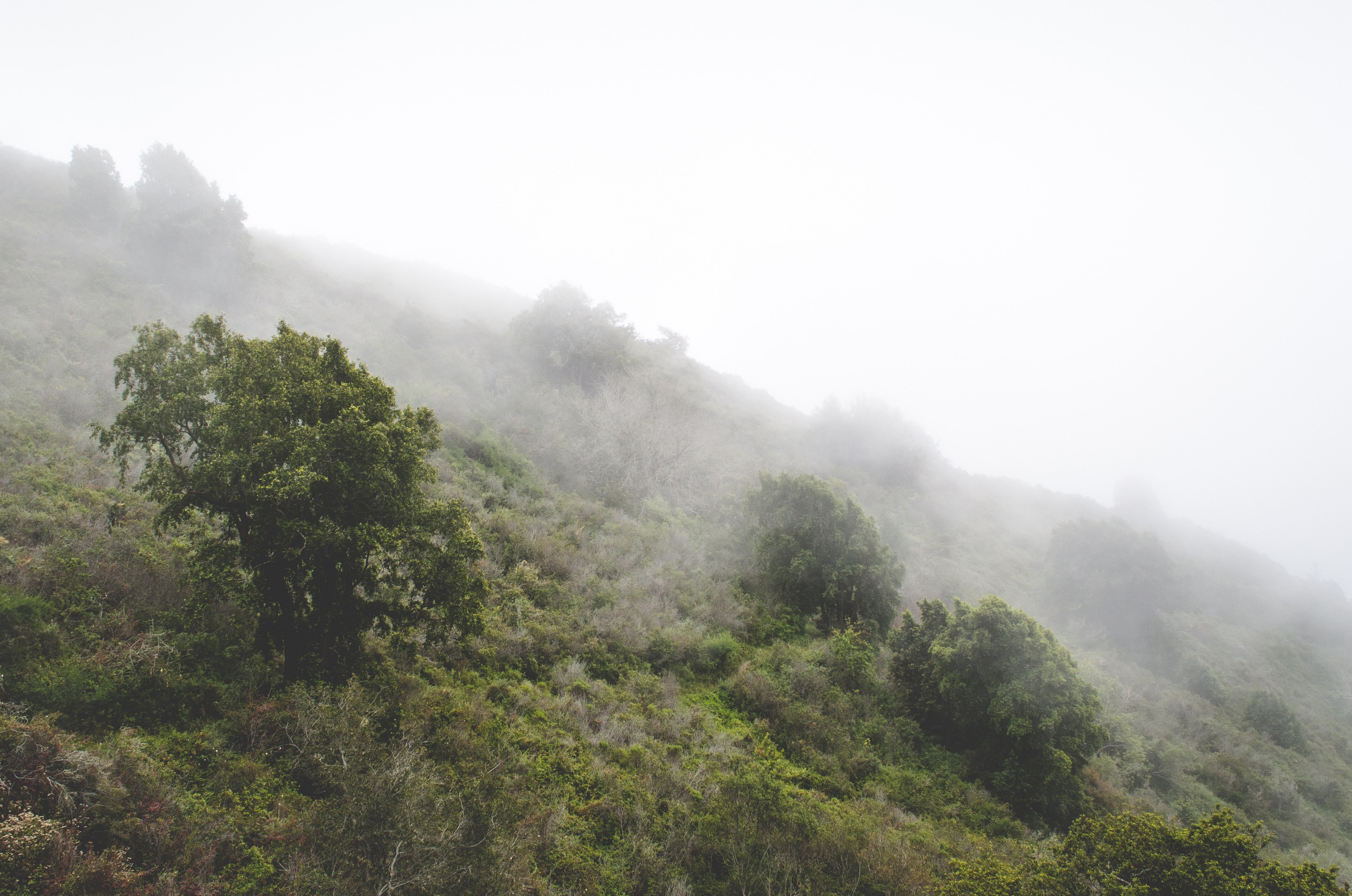 mist rolls over a lush green hillside landscape, foggy foliage 4k, HD Wallpaper