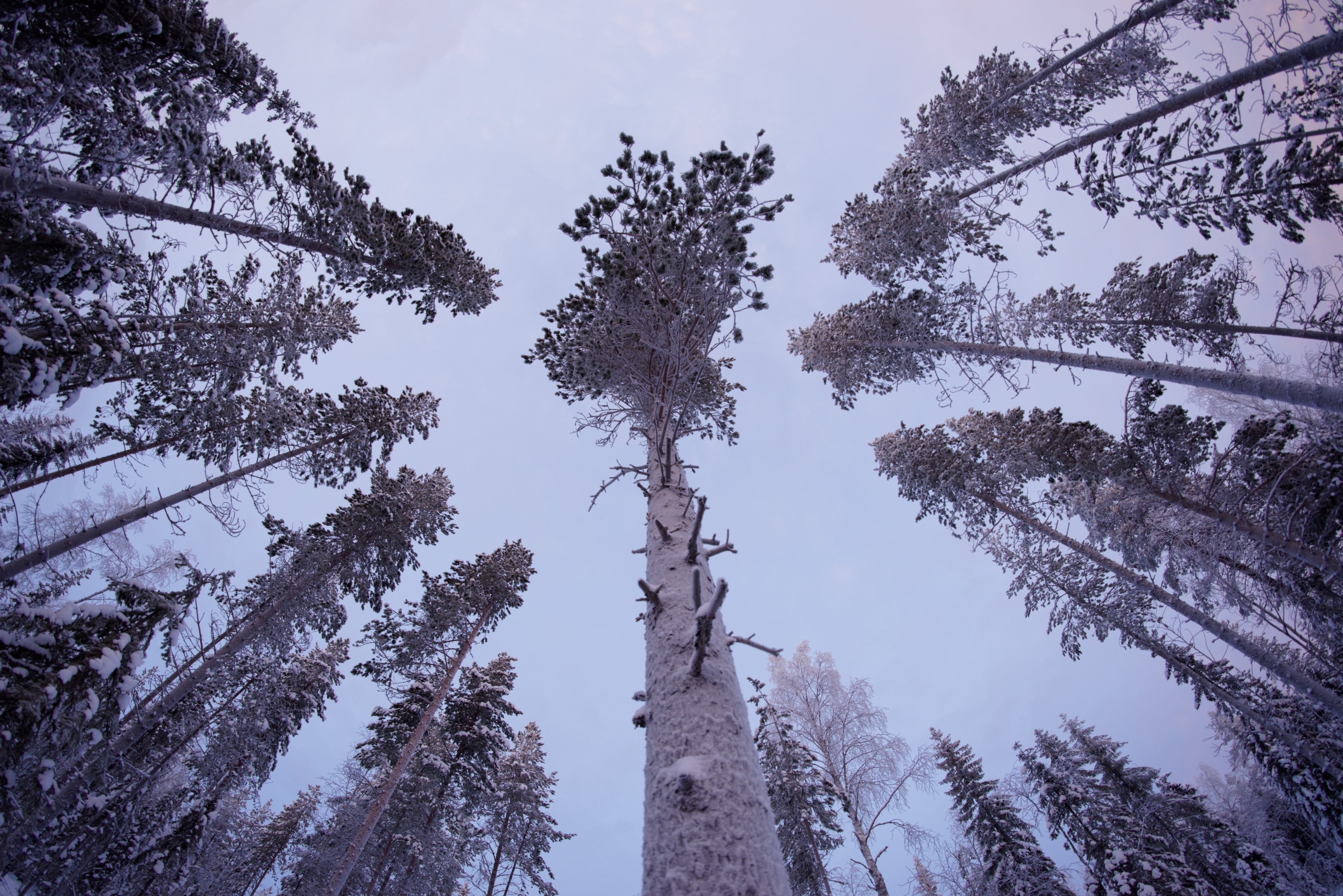 a low angle shot of tall snow covered pines in lapland, snowy pines in lapland 4k, HD Wallpaper