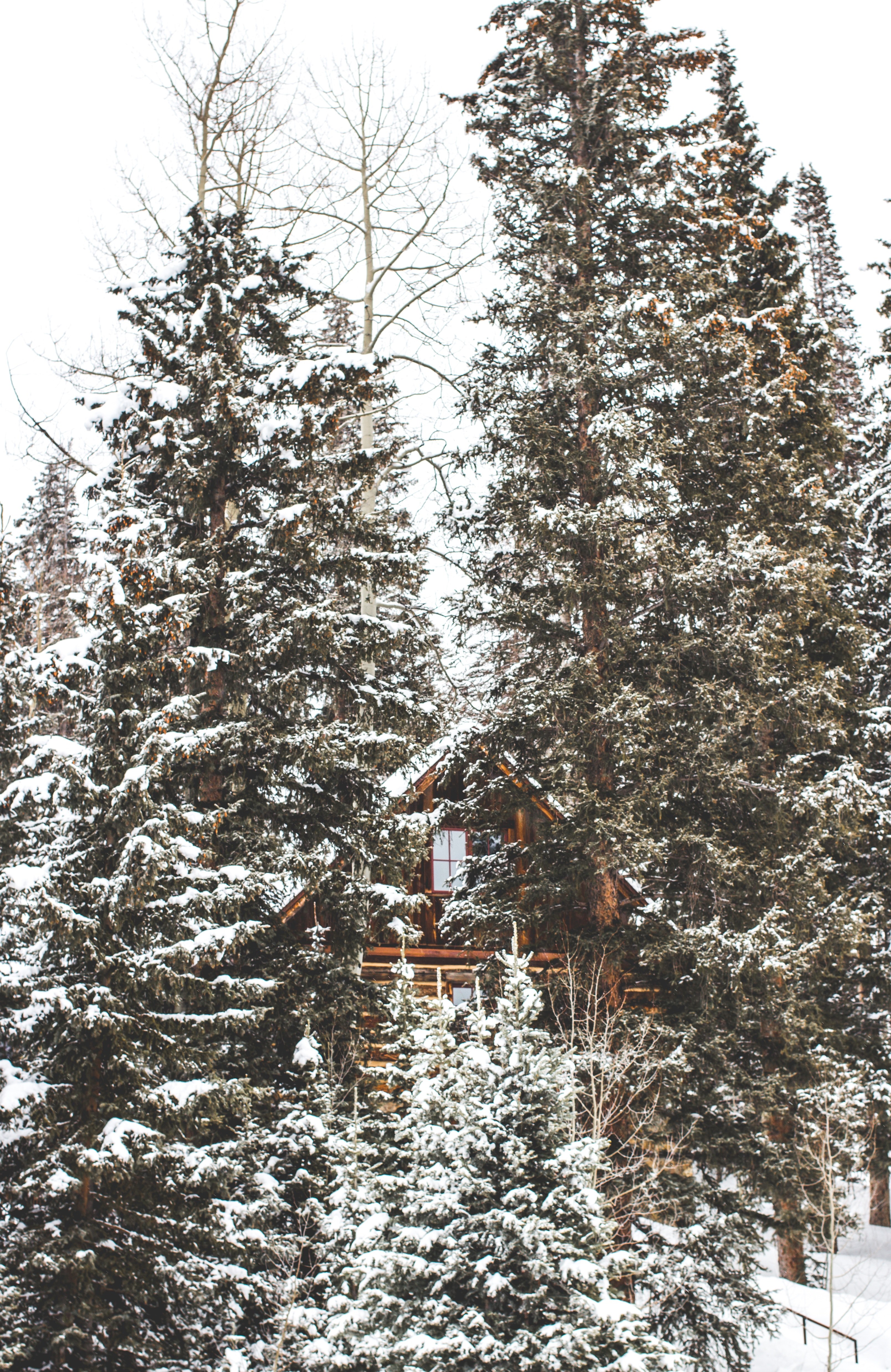 cabin in the woods 4k, Phone HD Wallpaper