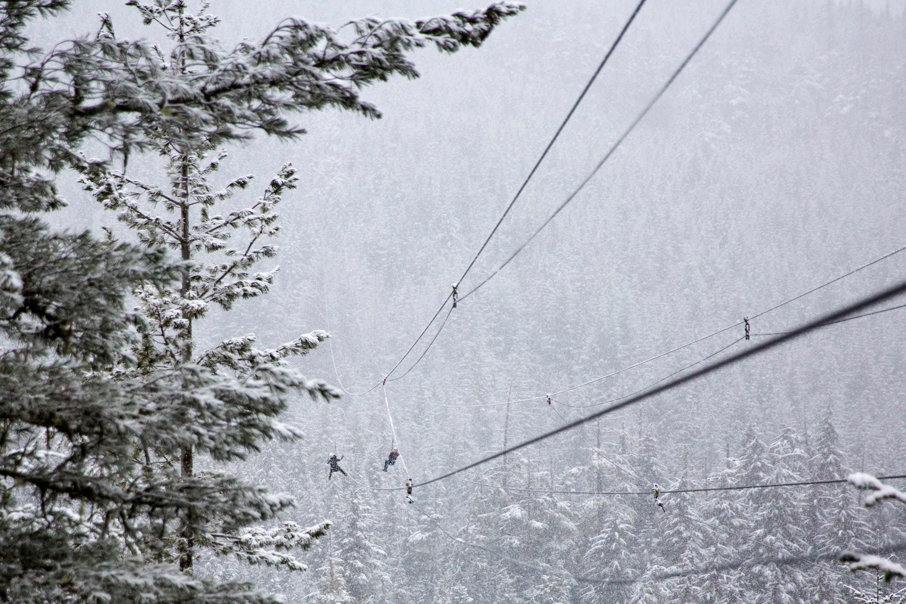 power lines in a treed forest covered in snowfall in whistler bc, ziplinning 4k, HD Wallpaper