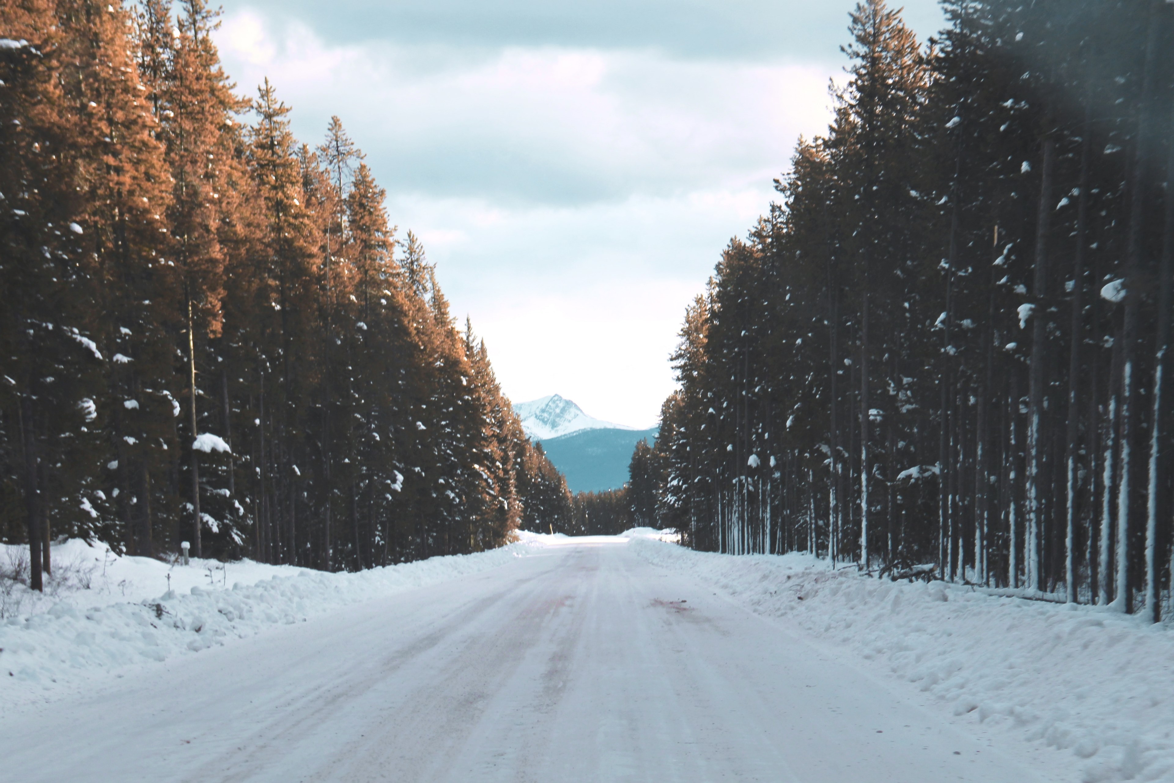 a large road lined by trees on both sides in banff alberta, cold wilderness 4k, HD Wallpaper