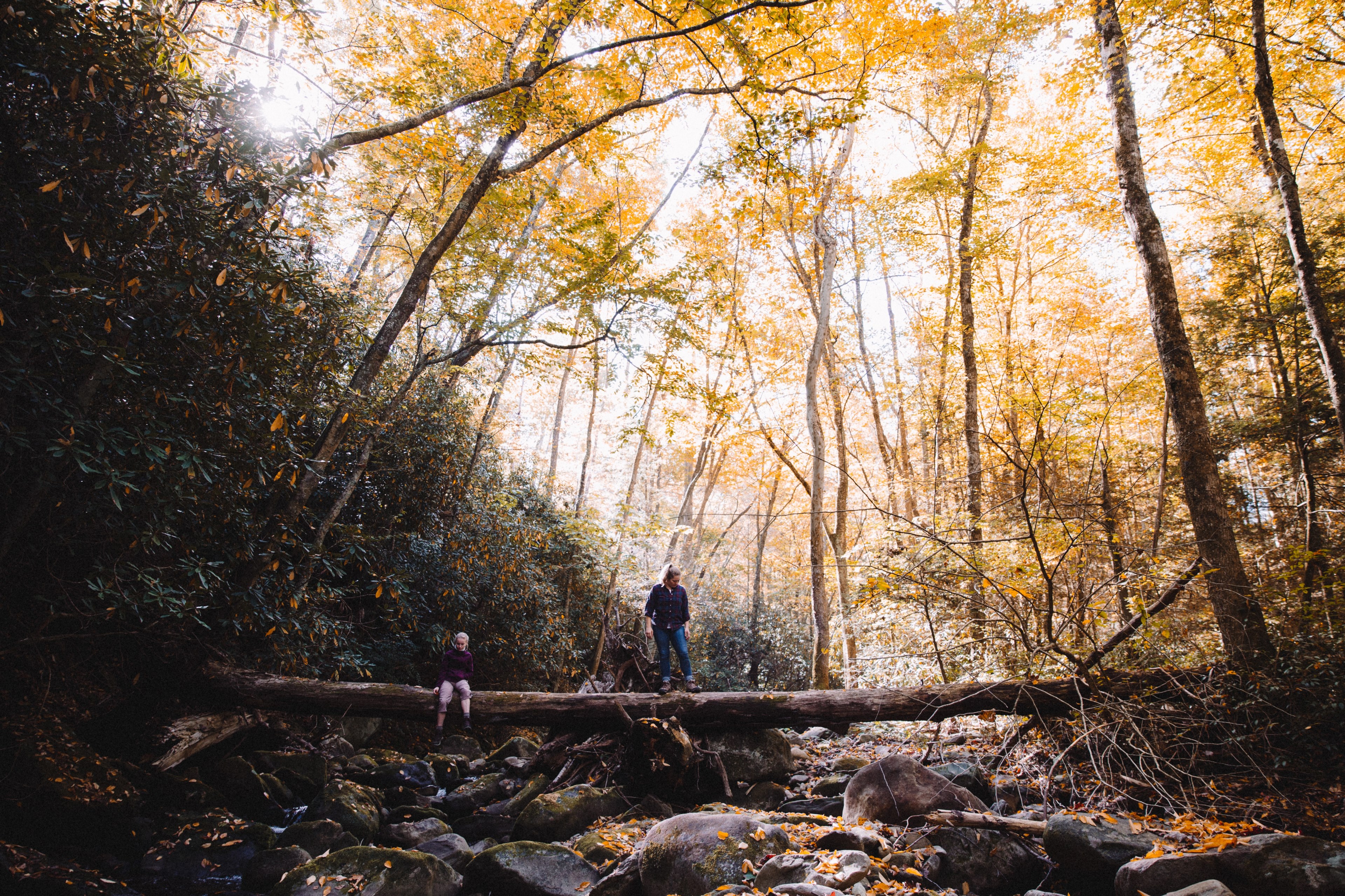 a woman and a child on a fallen tree in cherokee national forest, on a fallen tree in the autumn 4k, HD Wallpaper