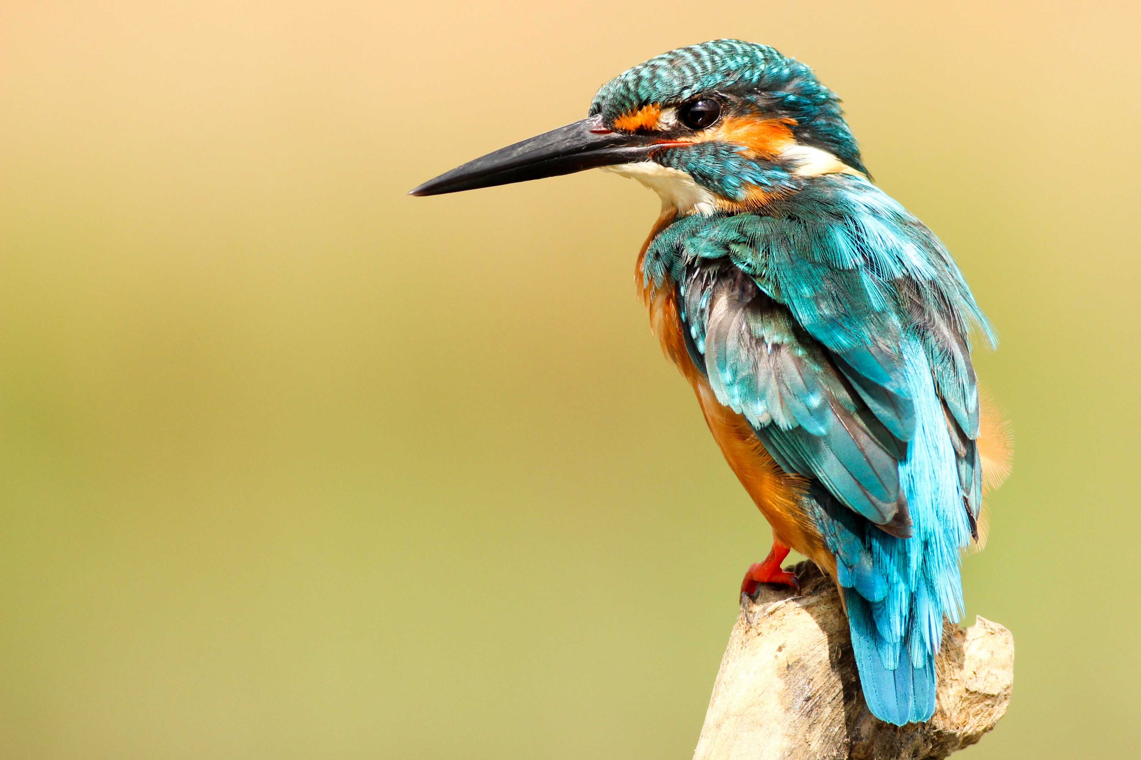 colorful kingfisher bird with blue feathers on a perch, blue kingfisher 4k, HD Wallpaper