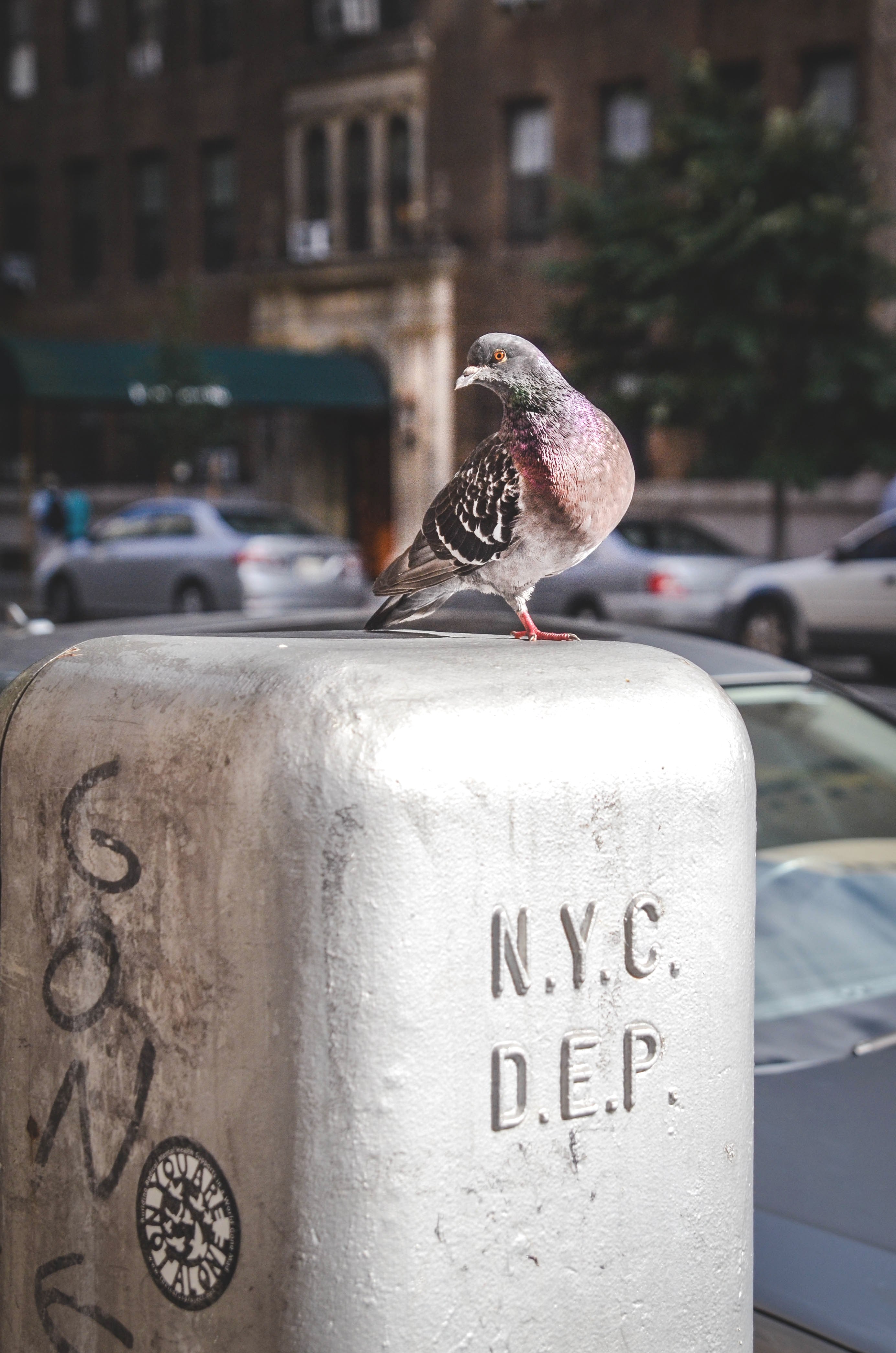 a pigeon standing on an old telephone booth in new york city, new york city pigeon 4k, Phone HD Wallpaper