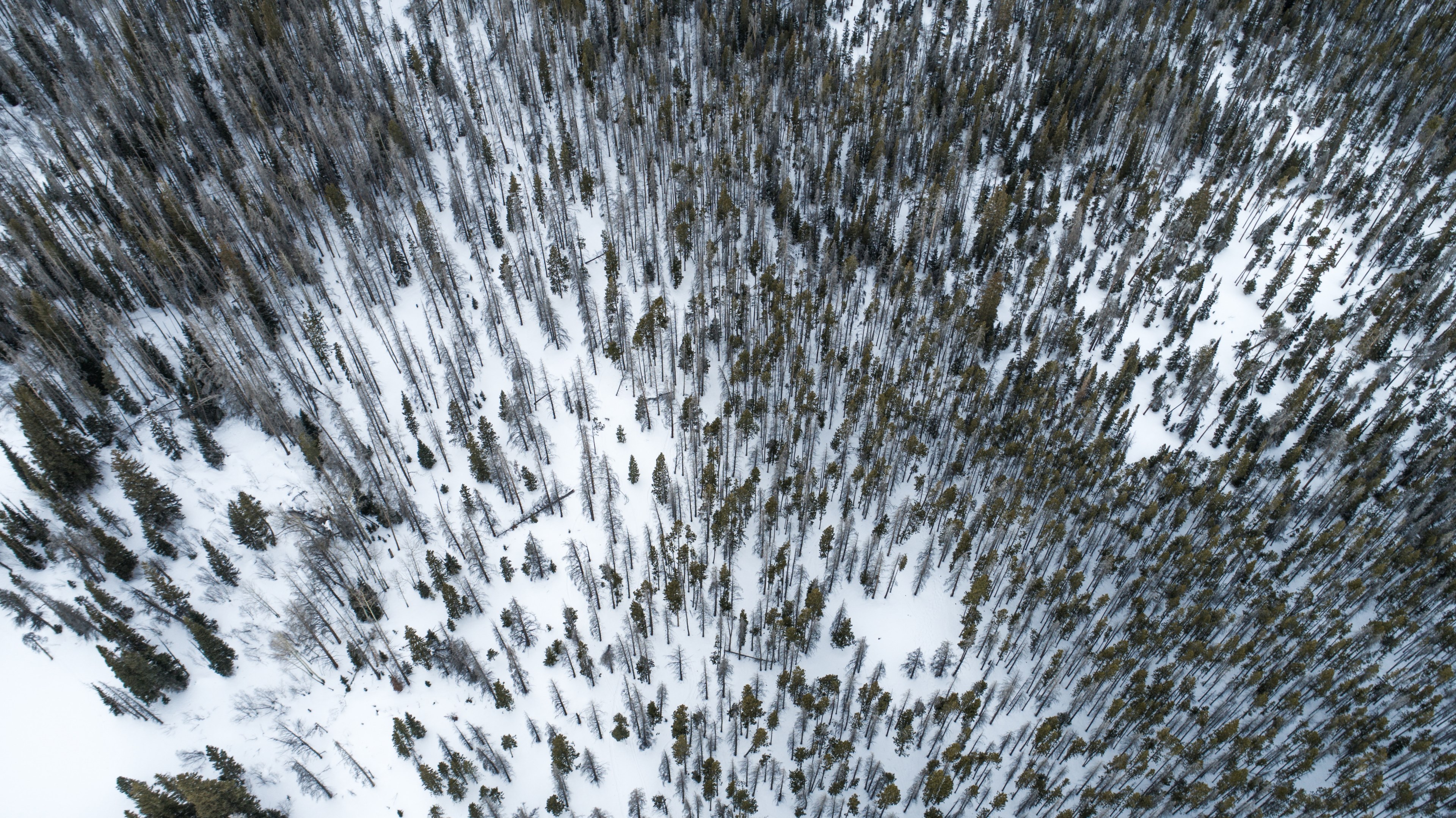 a drone shot of a stretch of a coniferous forest under a snow blanket, snow in a forest from above 4k, HD Wallpaper
