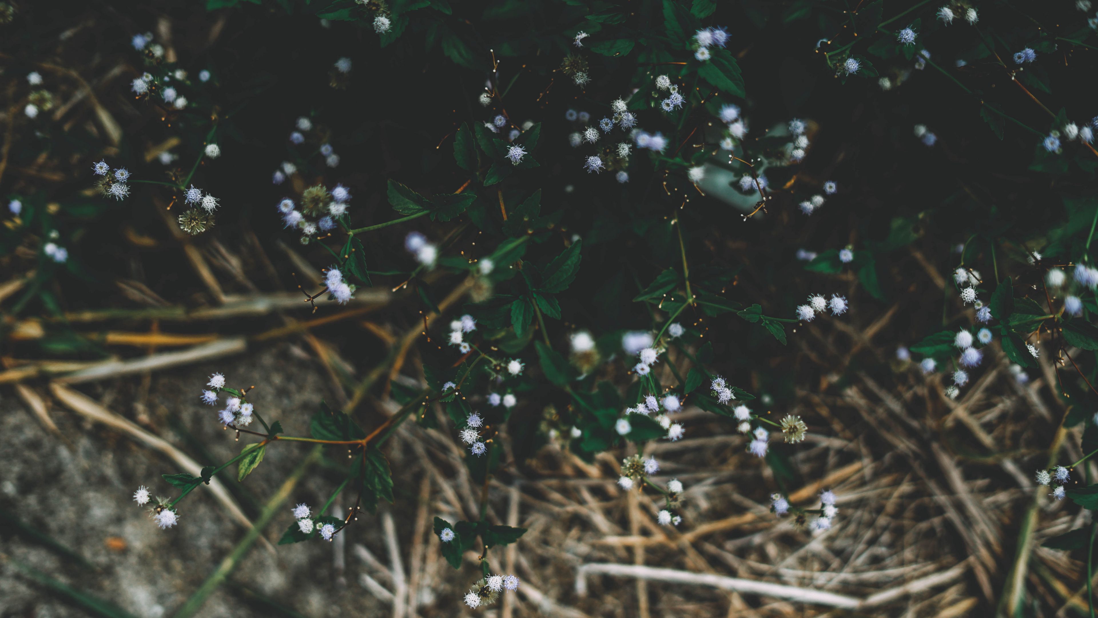 plant, flowers, grass, branches, 4k, HD Wallpaper