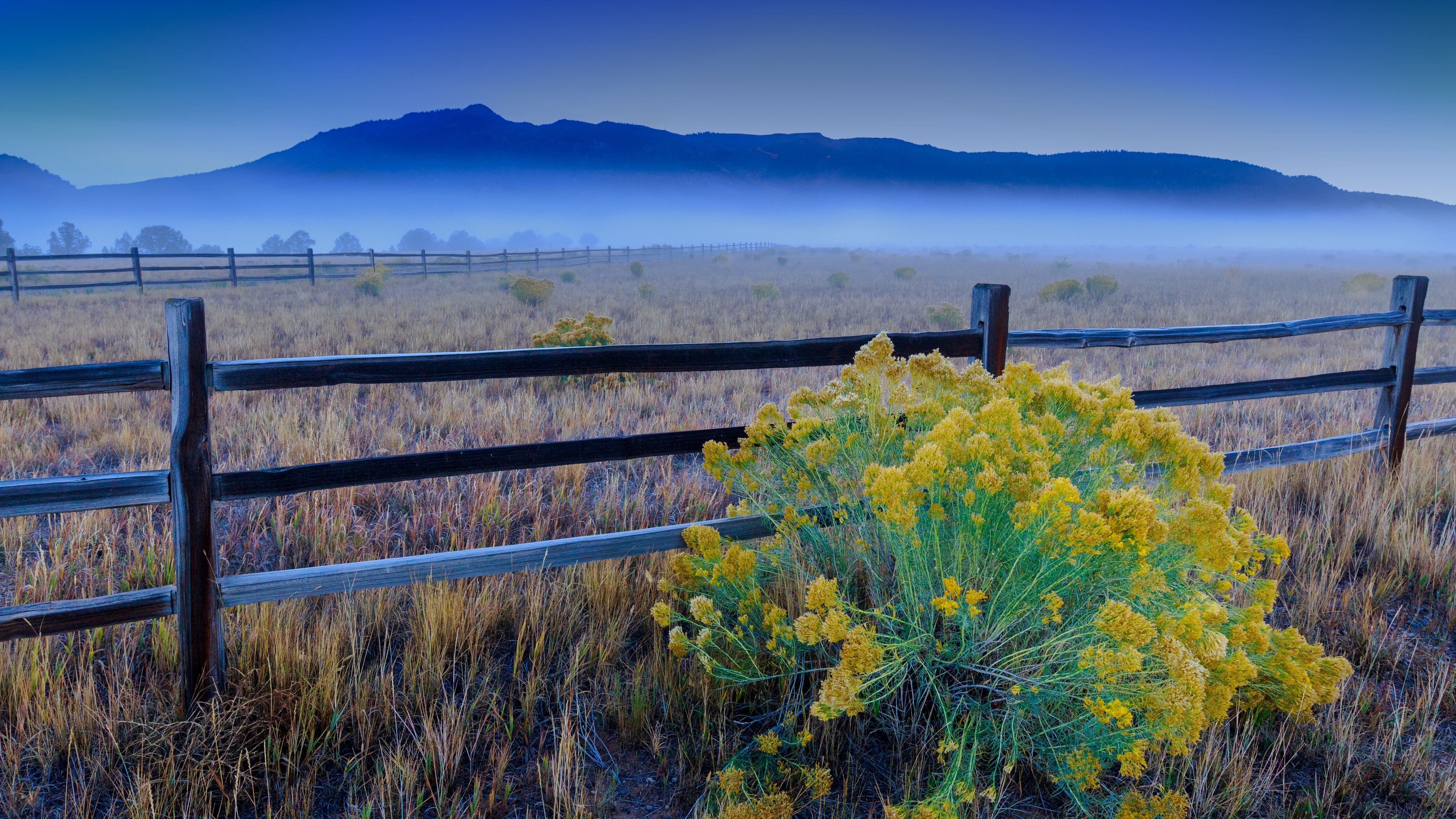 flowers, grass, field, fence, 4k, HD Wallpaper