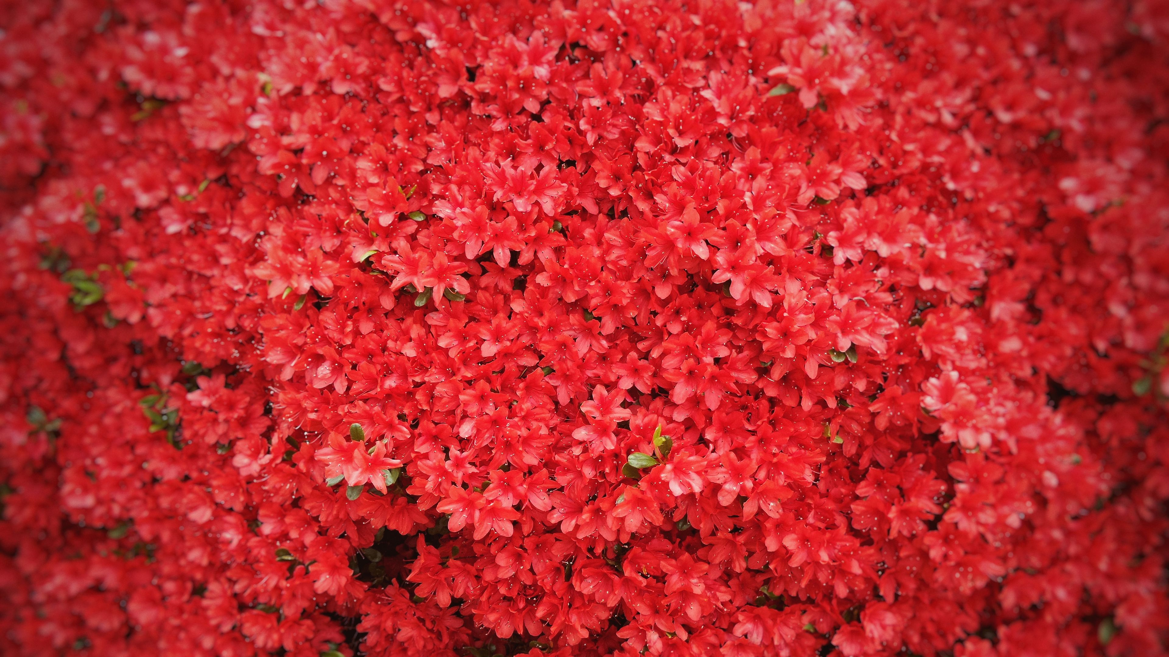 flowers, red, tree, 4k, HD Wallpaper