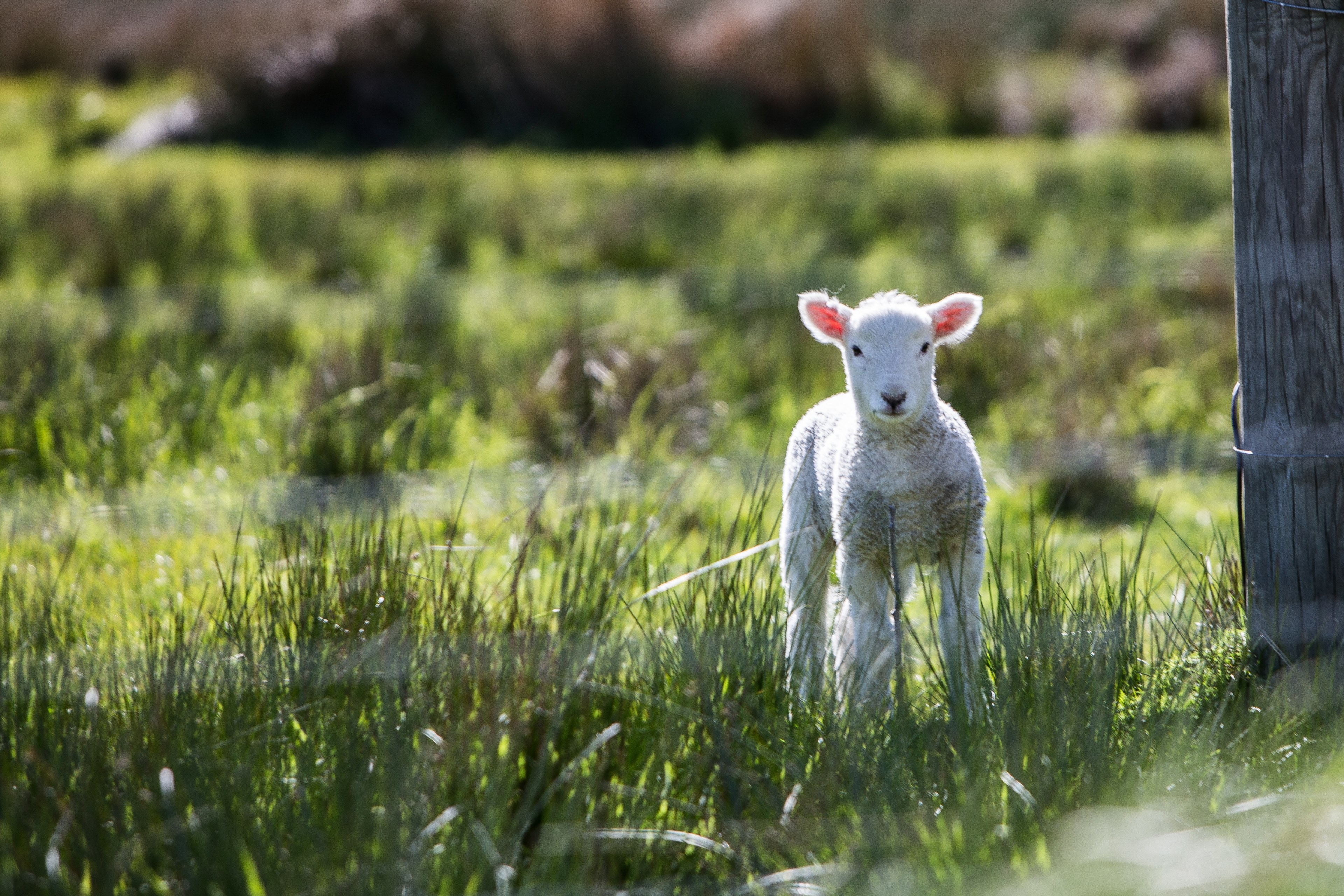 a baby lamb standing on a grassy area next to a wooden fence, young sheep 4k, HD Wallpaper
