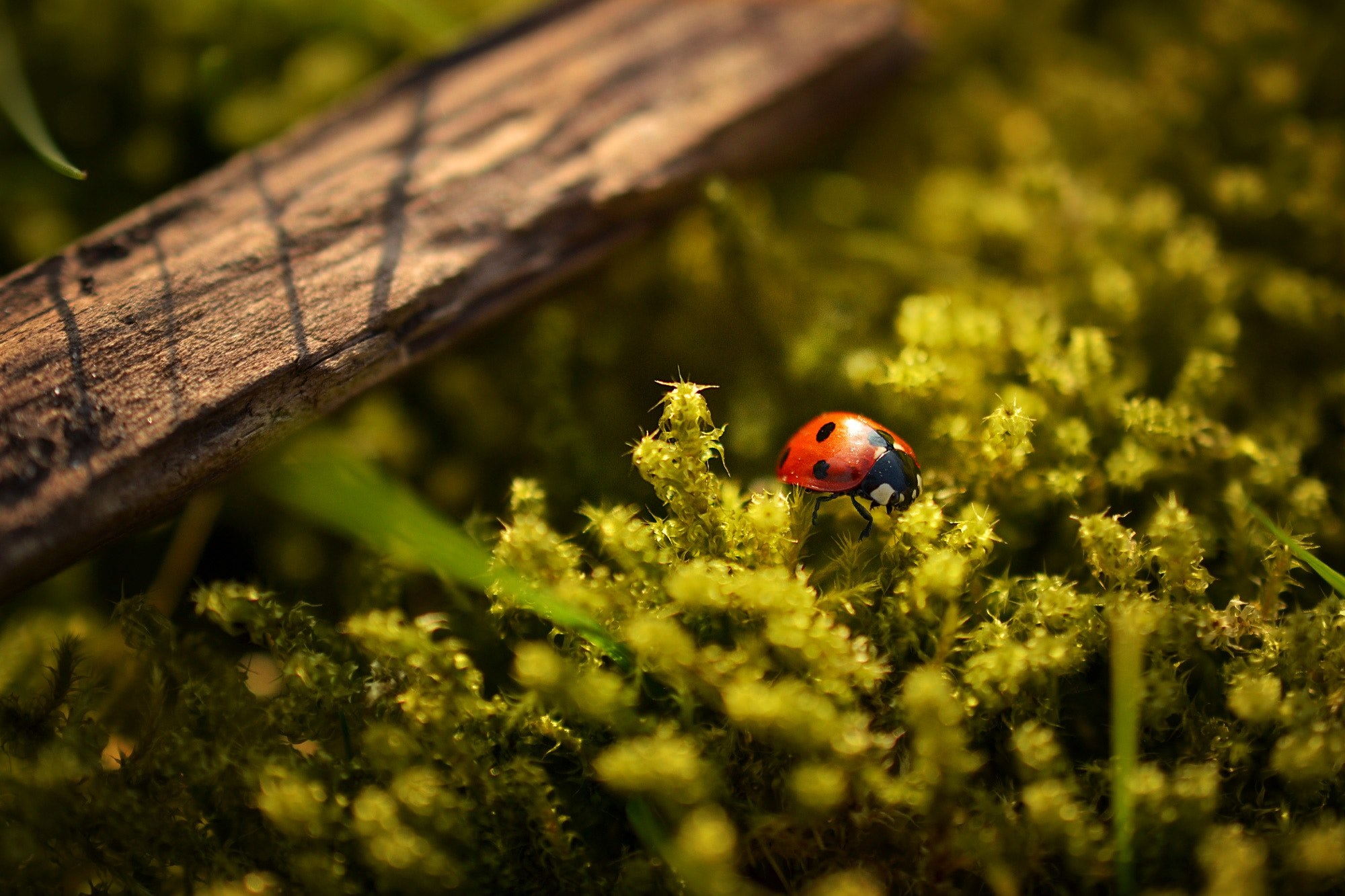 a red ladybird walking on yellow and green plants, sunlit ladybird 4k, HD Wallpaper
