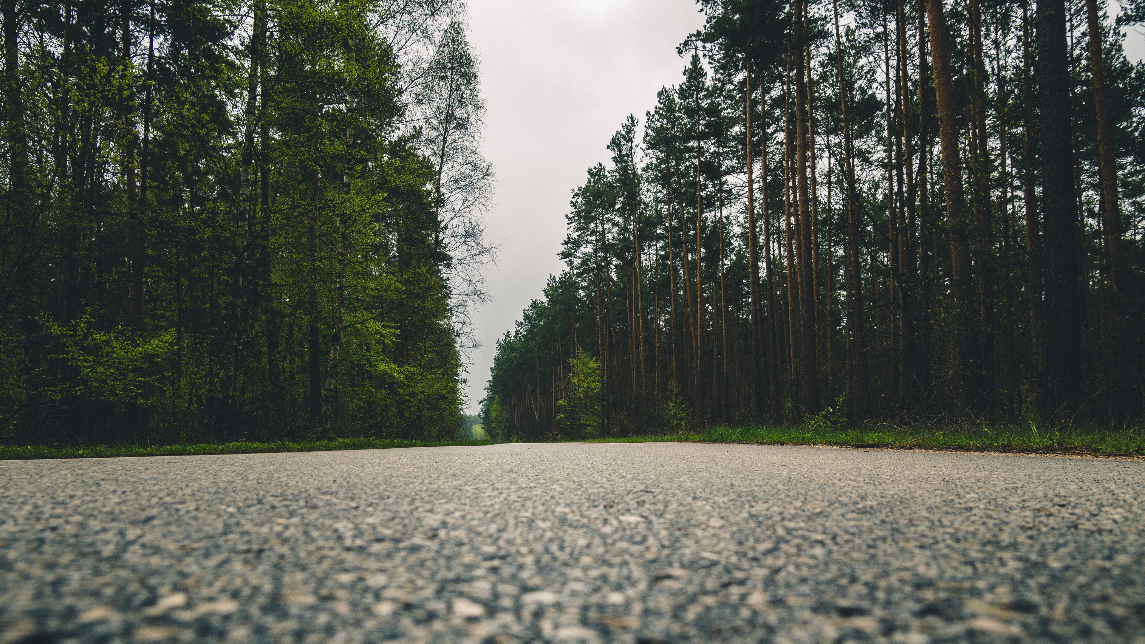 road, trees, close-up, 4k, HD Wallpaper
