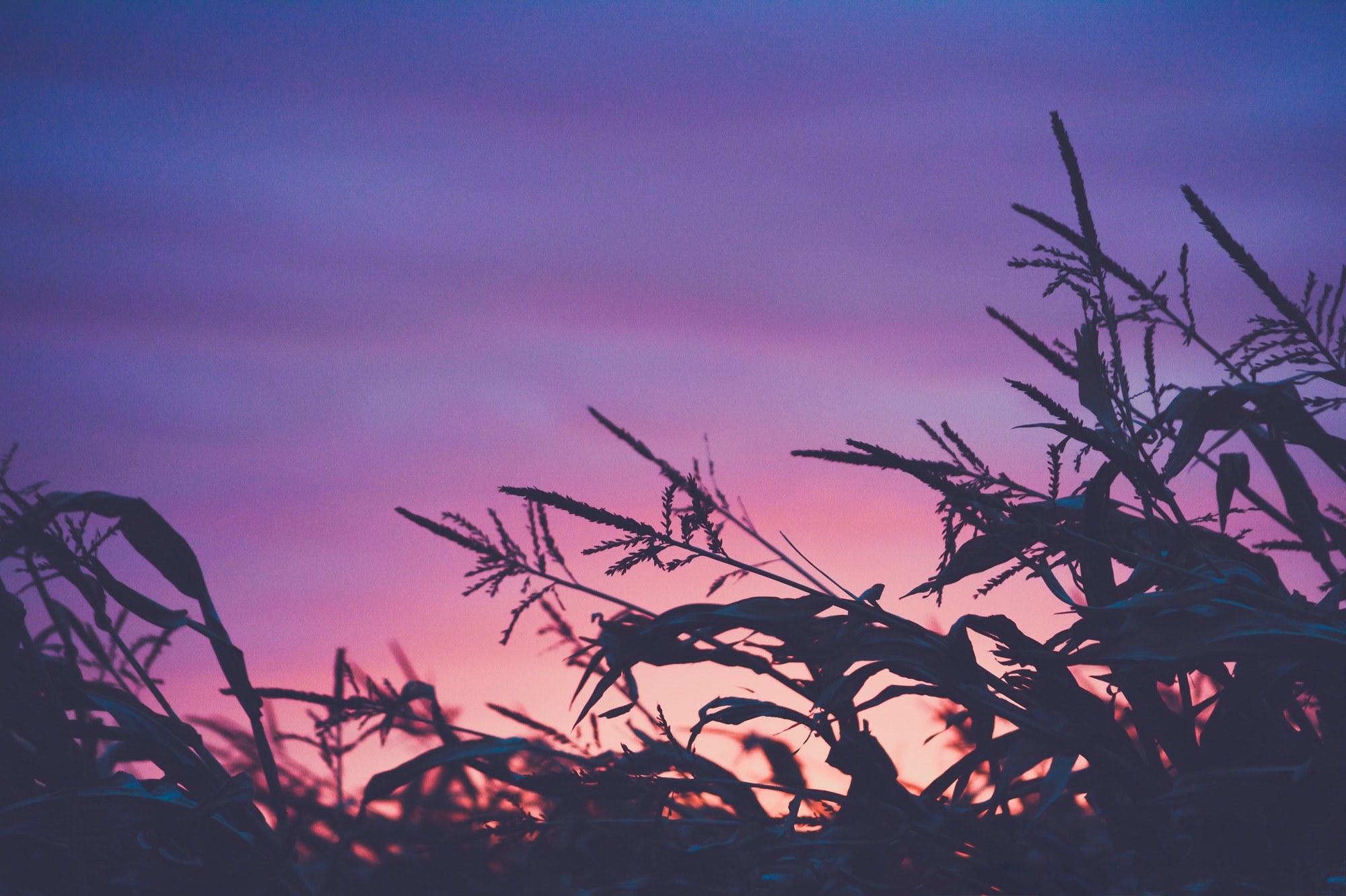 a pink and purple sunset creates silhouettes of crops in a corn field, cornfield silhouettes at sunset 4k, HD Wallpaper