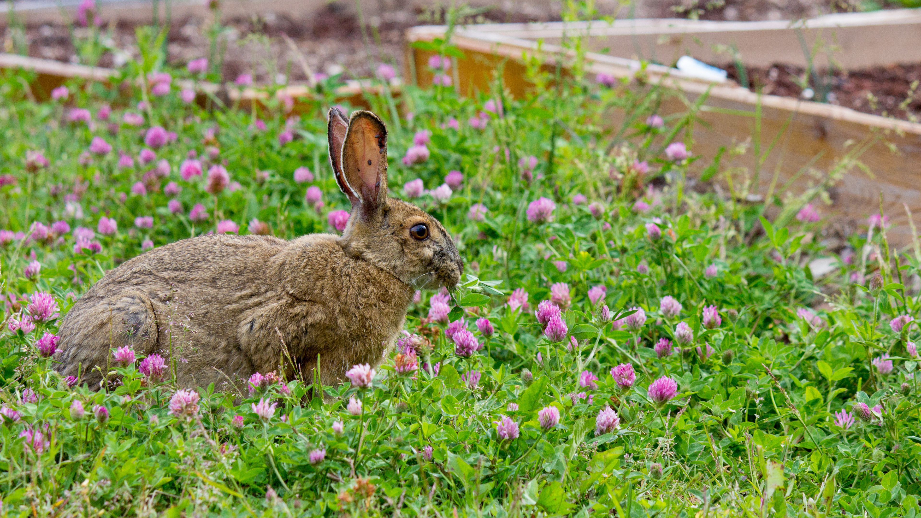 rabbit, grass, clover, walk, 4k, HD Wallpaper