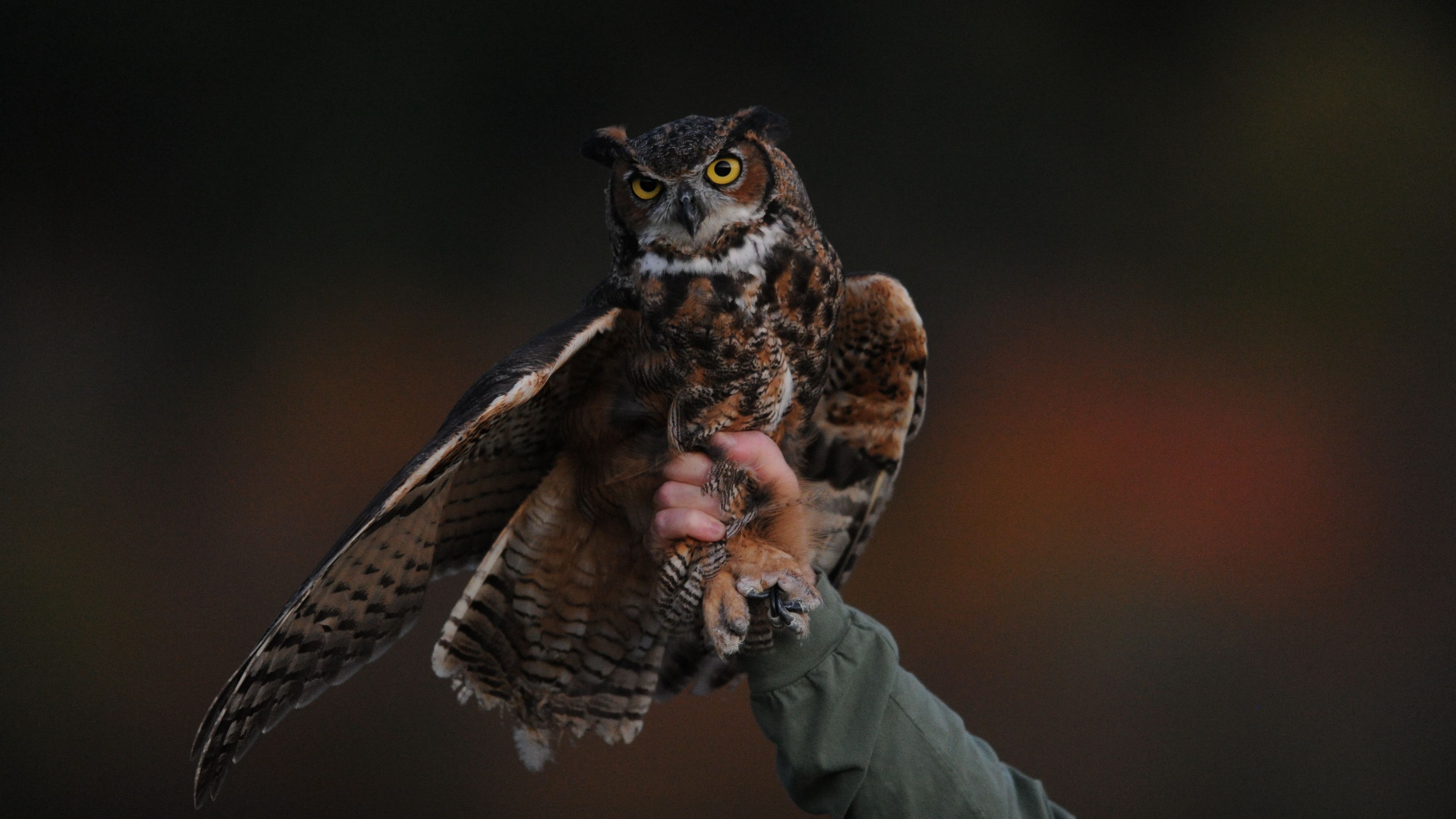 owl, bird, predator, 4k, HD Wallpaper