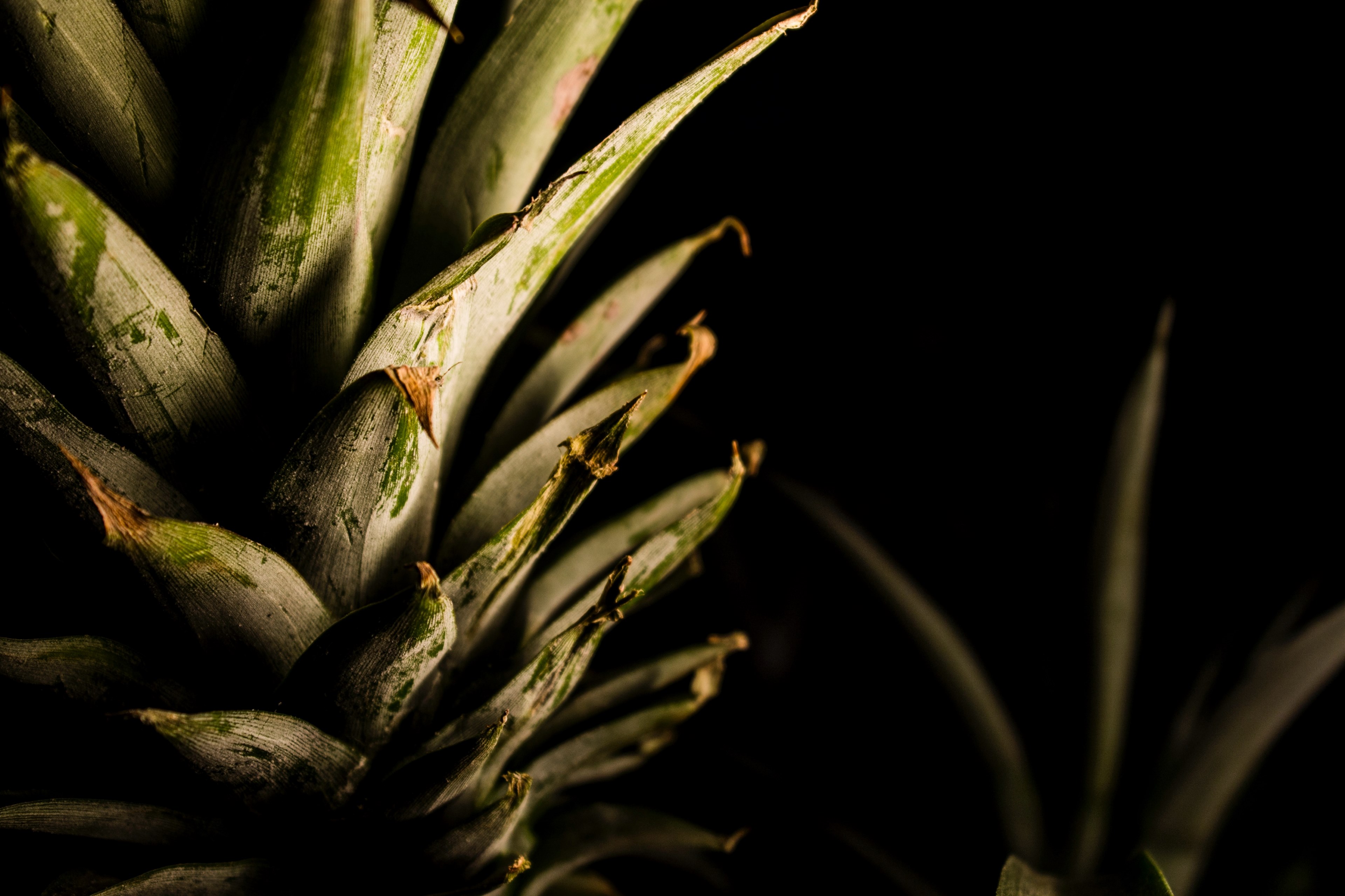 macro view of a pineapples leaves, _pineapple 4k, HD Wallpaper