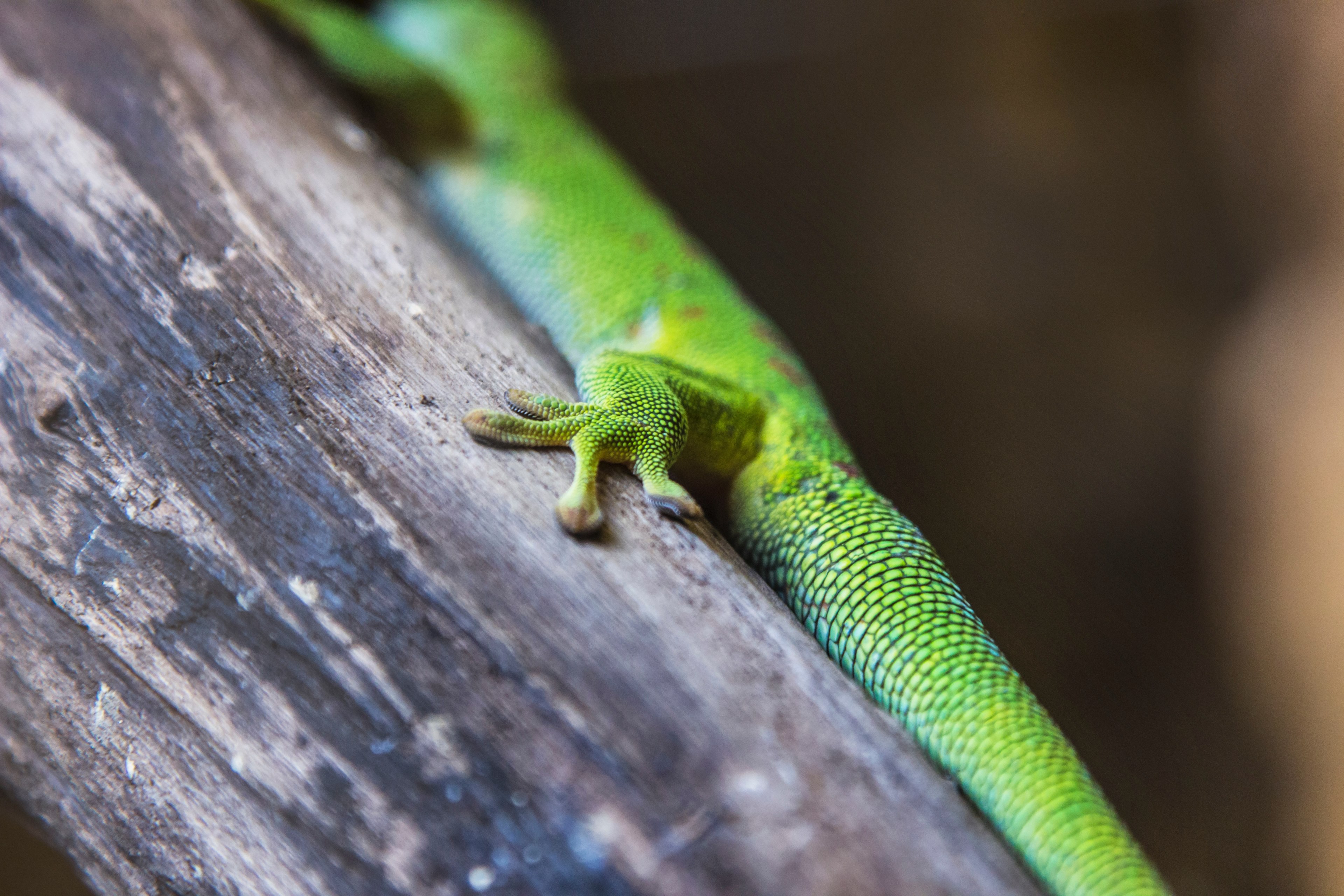 lizard foot 4k, HD Wallpaper