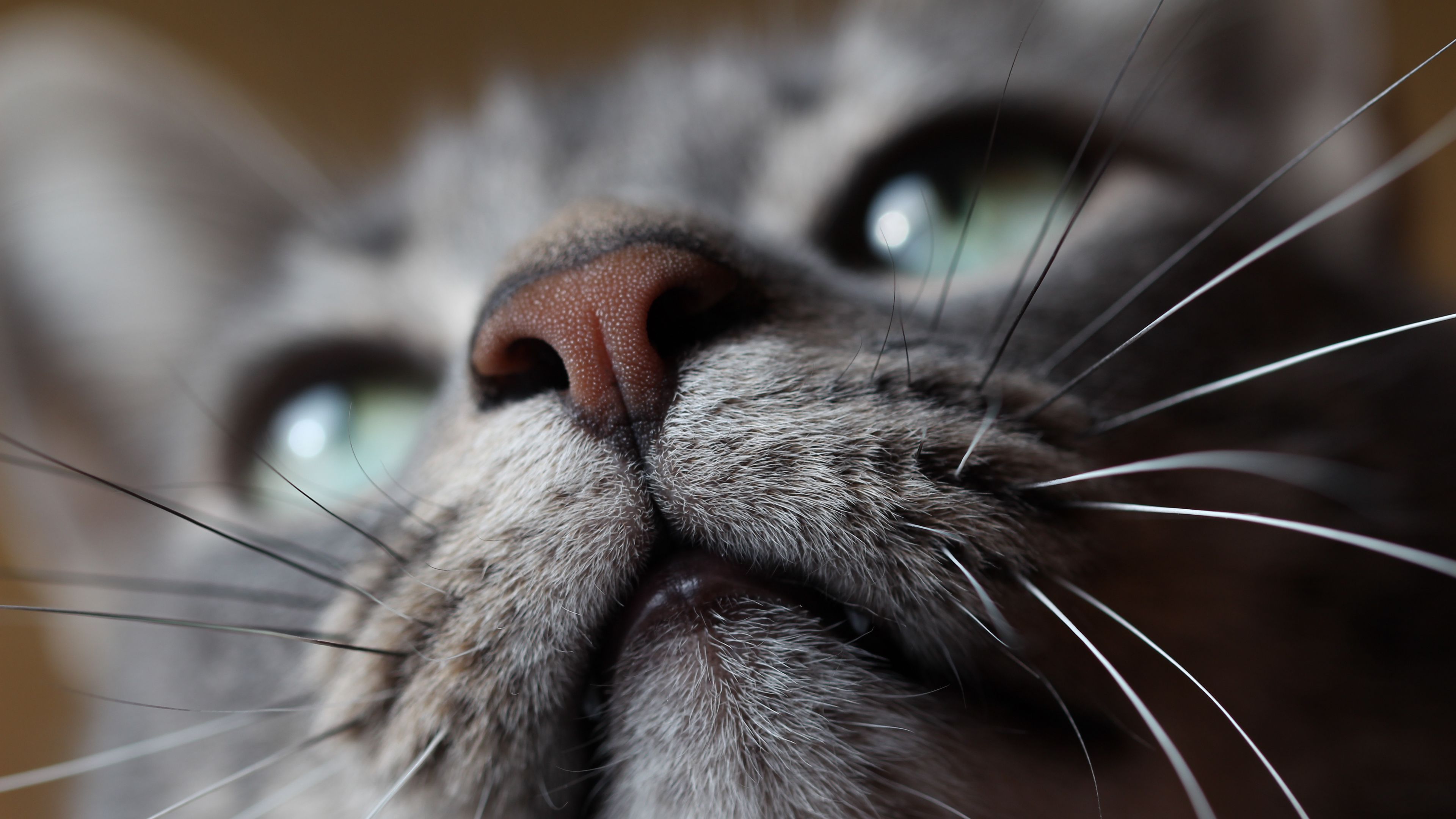 cat, muzzle, nose, mustache, 4k, HD Wallpaper