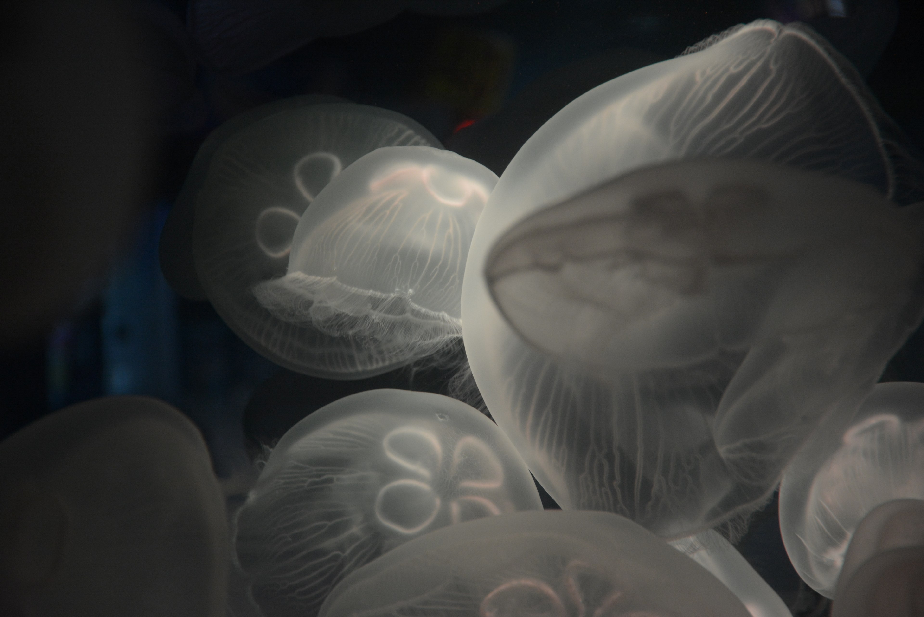 jellyfish underwater animal and sea 4k, HD Wallpaper