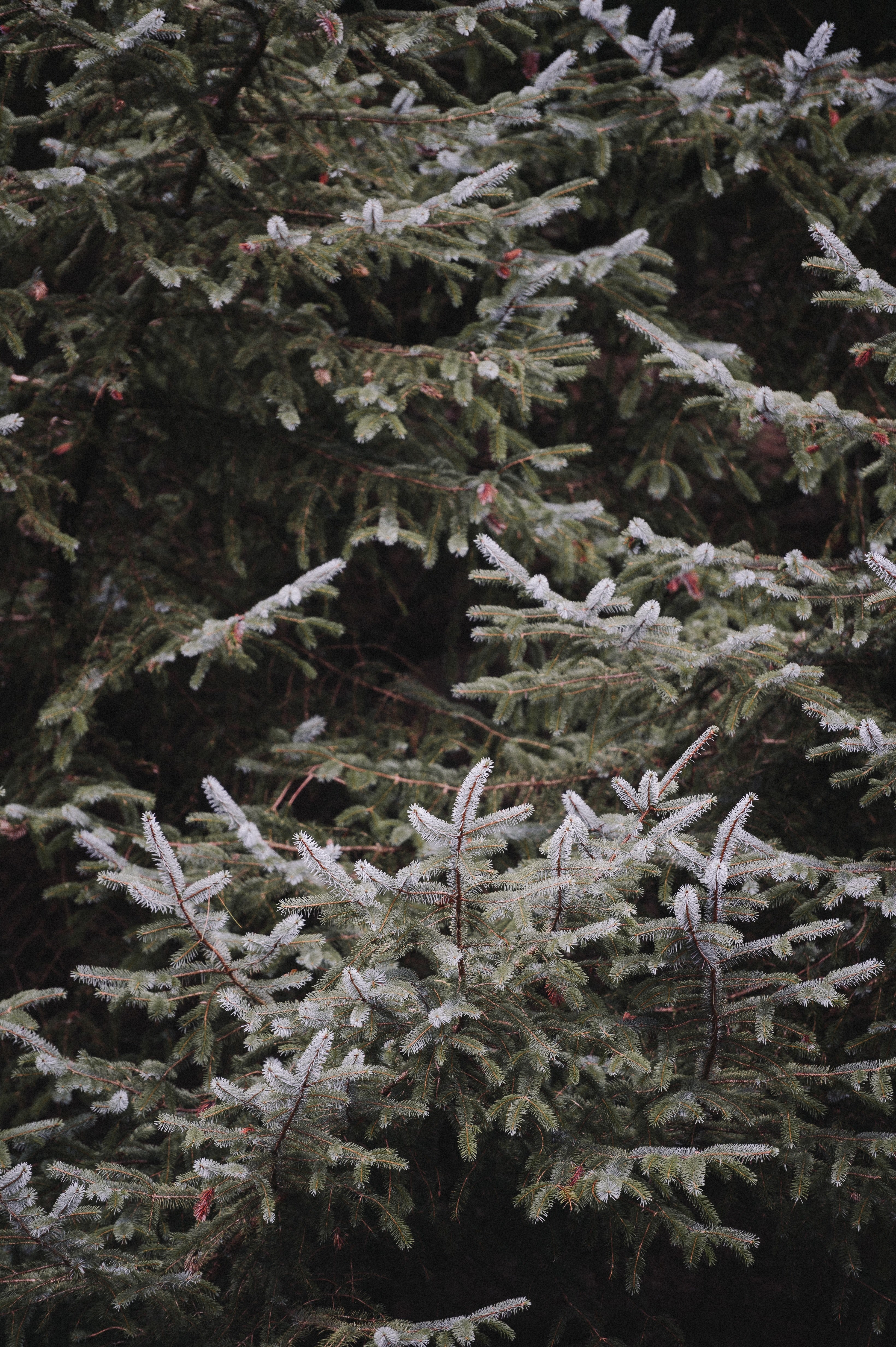 fire pine evergreen and spruce hd, 4k, Phone HD Wallpaper