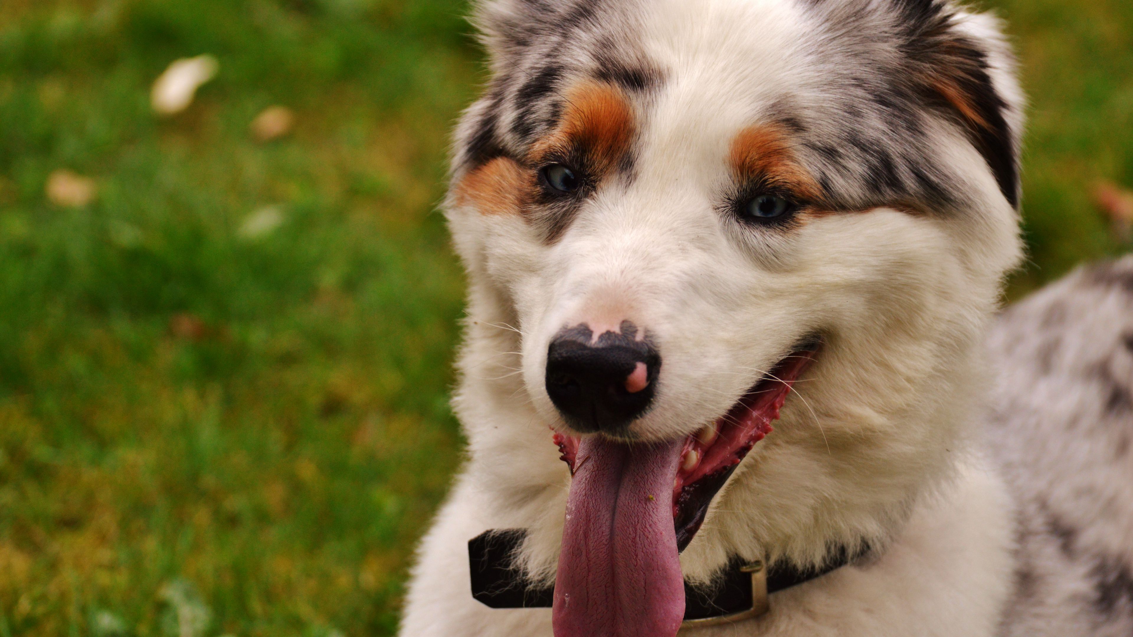 dog, muzzle, protruding tongue, 4k, HD Wallpaper